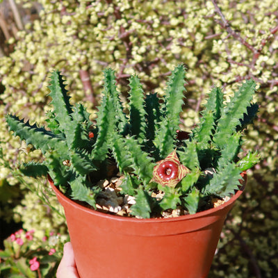 Lifesaver Cactus - Huernia zebrina