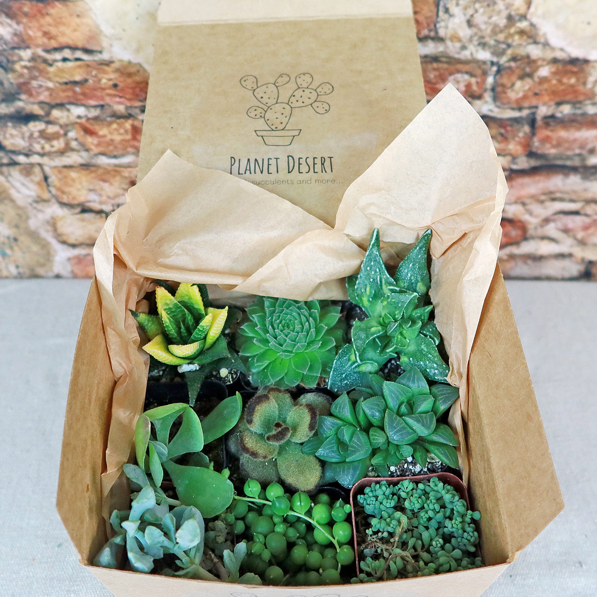 succulent gift shop Succulent Sampler Gift Box 16 pack