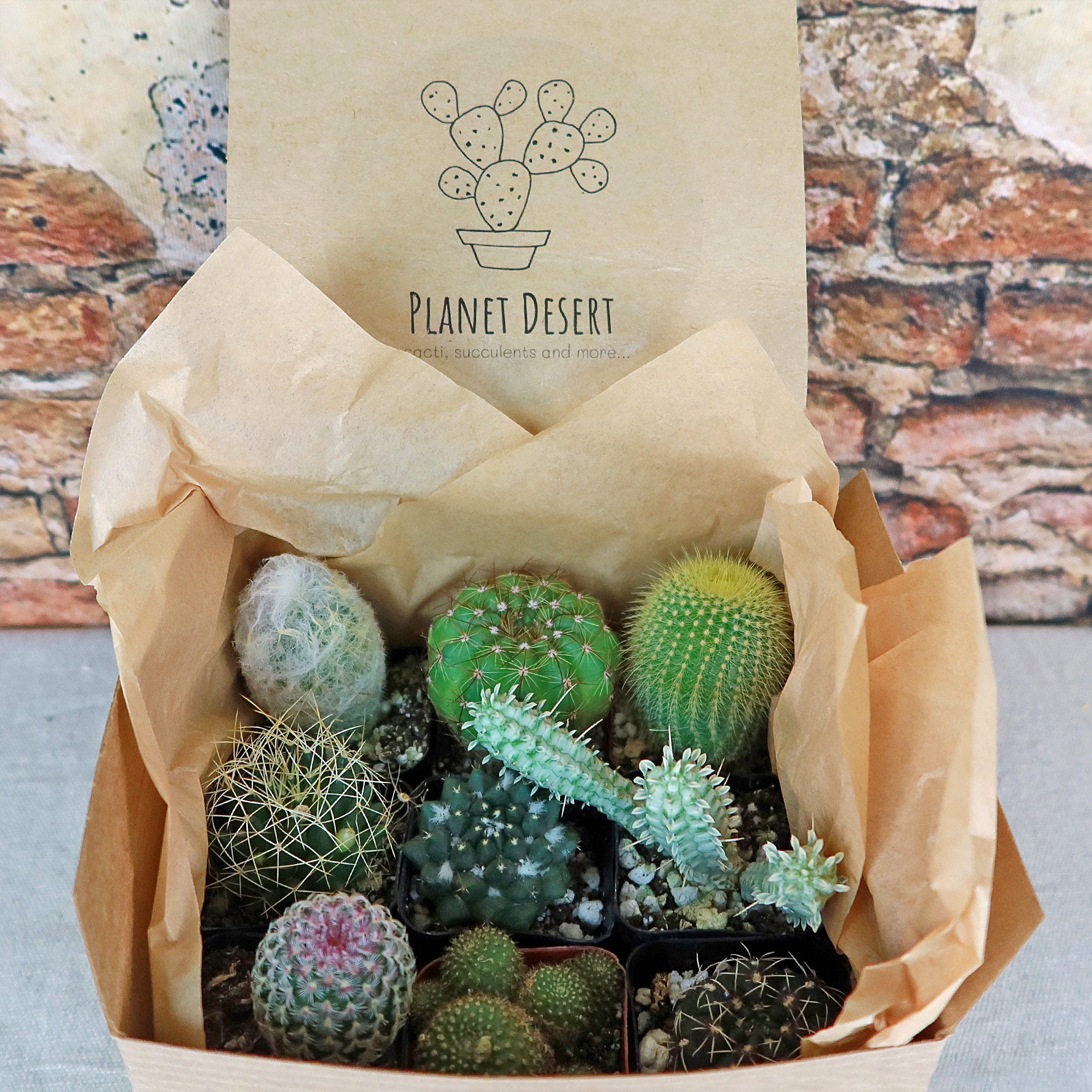 succulent sampler Assorted 2-Inch Cactus (9-Pack)