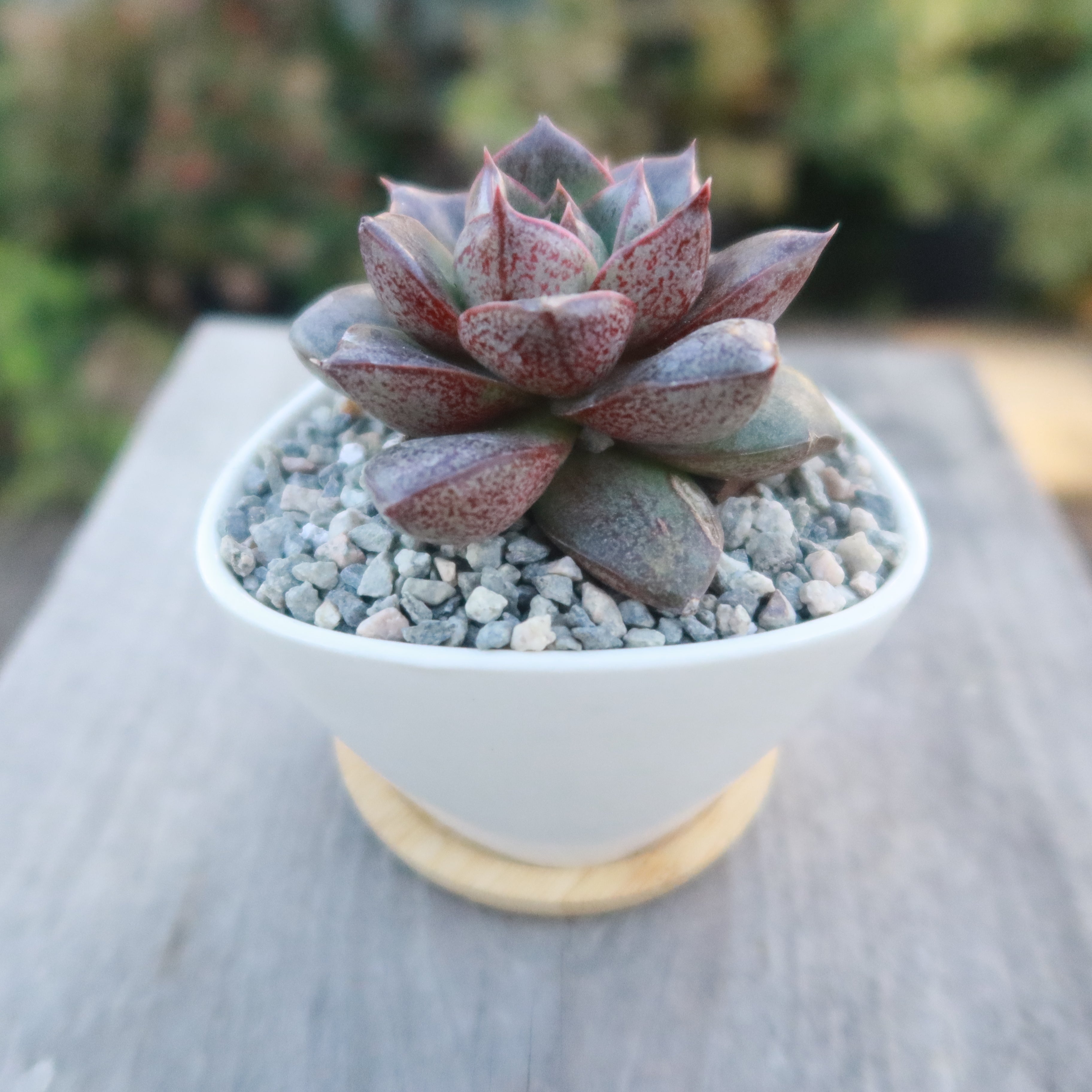 cute succulent pots with drainage holes Small Ceramic Succulent Pot with Drainage and Bamboo Tray