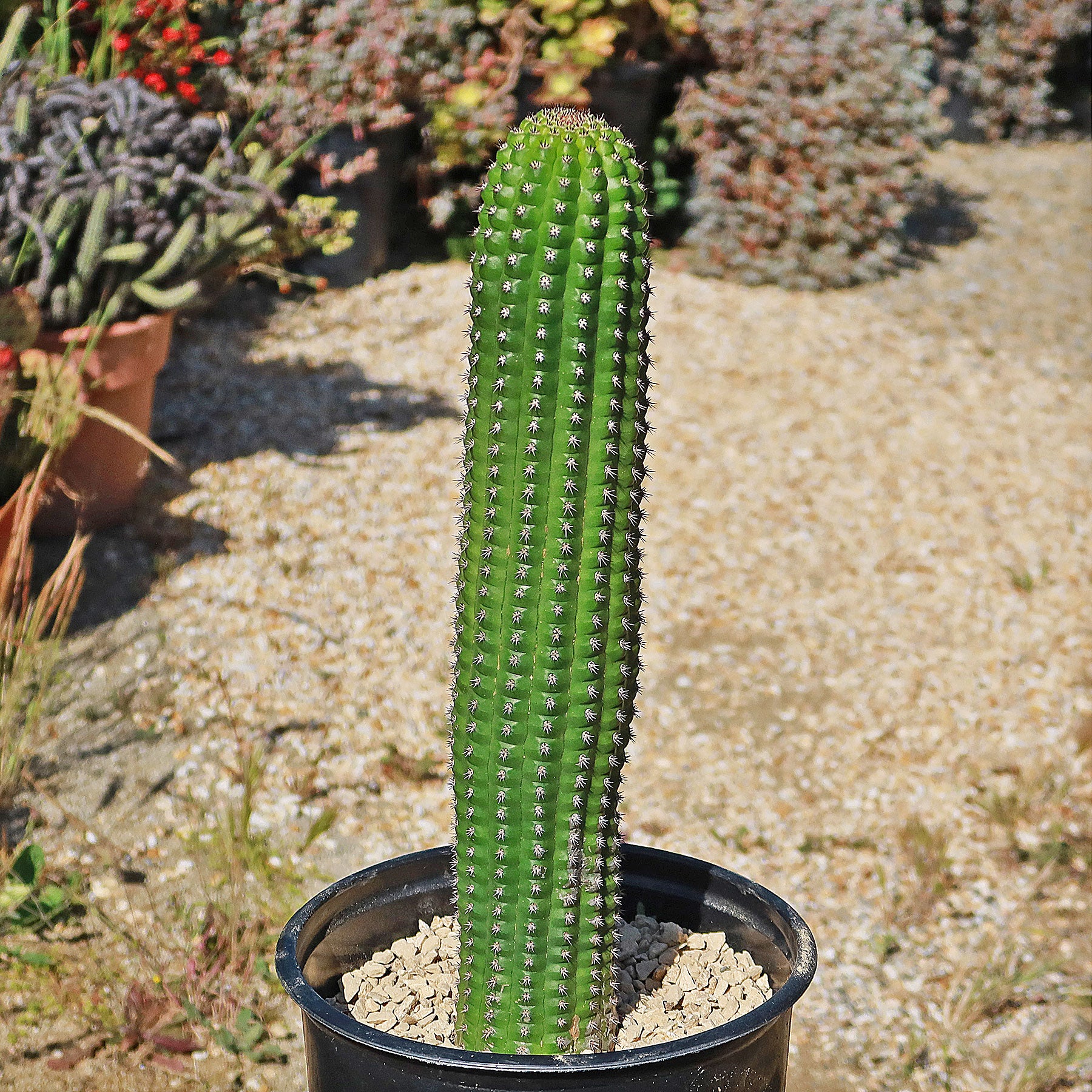 where to buy succulents in cincinnati Indian Comb Cactus ‘Trichocereus brevispinulosus’ 2 Gal