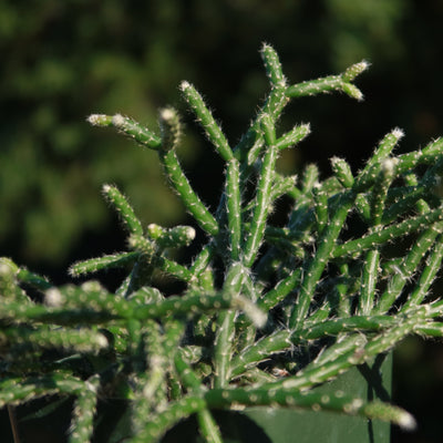 Jungle Cactus 'Rhipsalis pilocarpa'