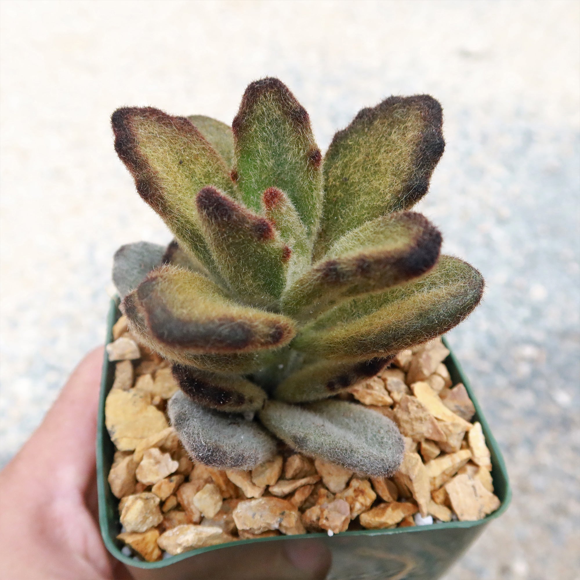 bear succulent Kalanchoe tomentosa 'Teddy Bear'