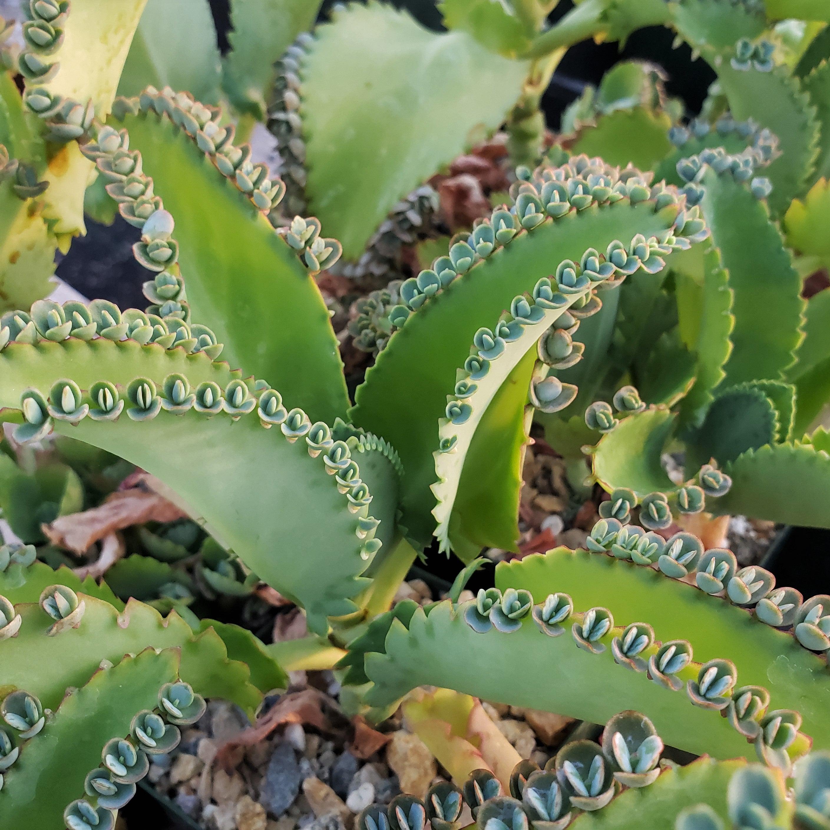 mother of thousands succulent plant Mother of Thousands Plant 'Kalanchoe laetivirens' 4" Pot