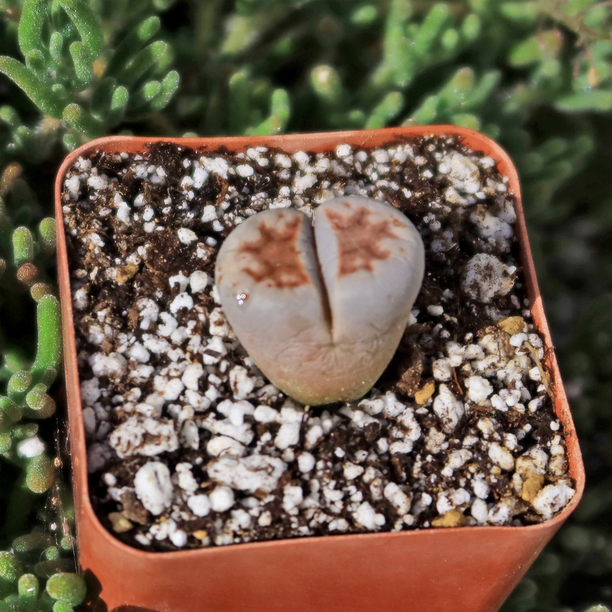 stone face succulent Lithops karasmontana mickbergensis