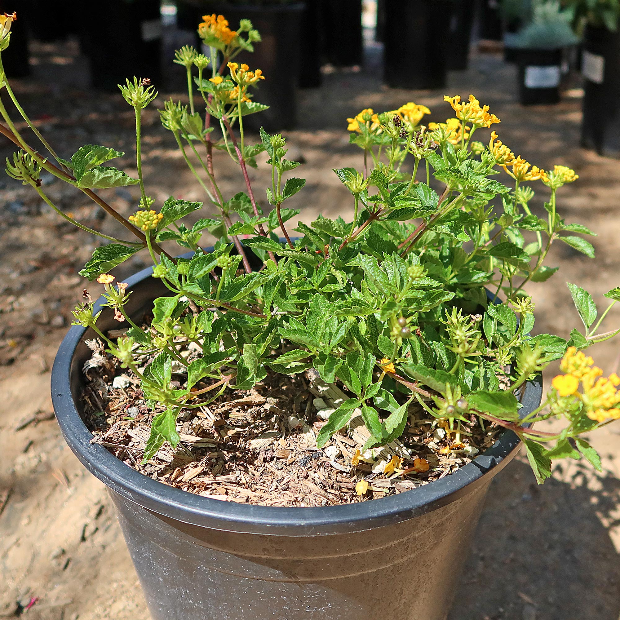yellow potted plants Lantana ‘Gold Mound’