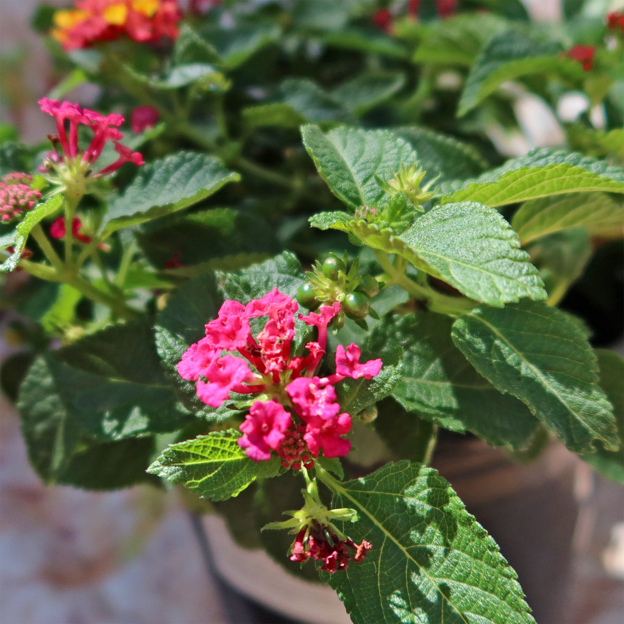 lantana flower seeds for sale Lantana carnival 1 Gal