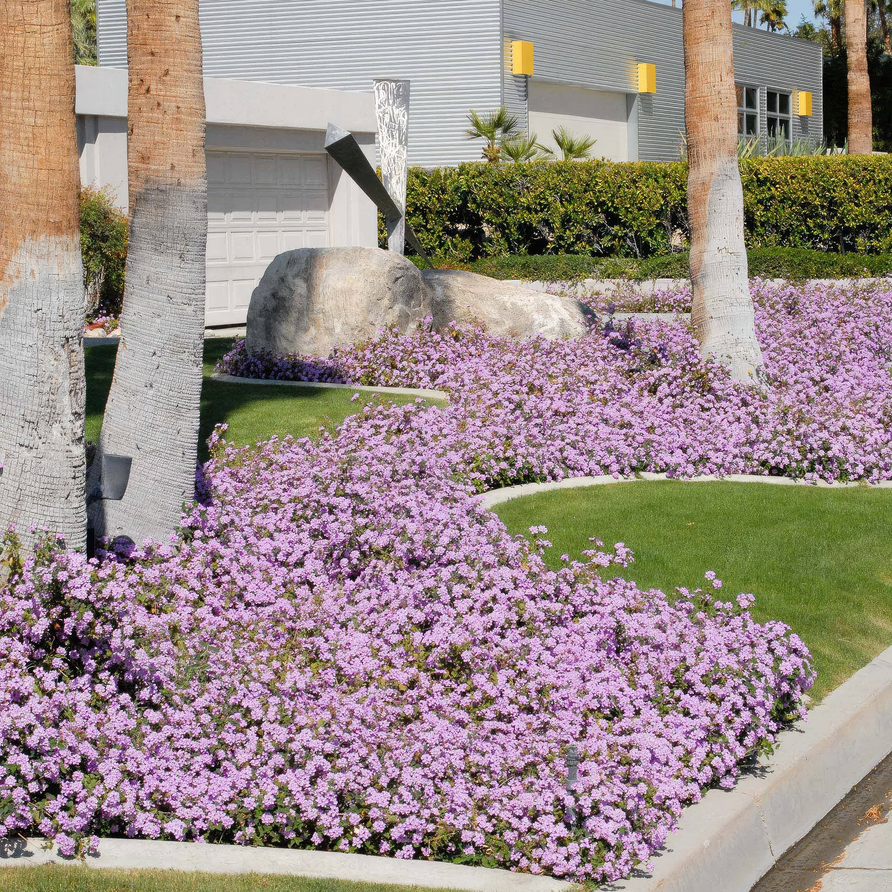 trailing lavender lantana plant Lantana montevidensis ‘Purple Trailing Lantana' 1 Gal