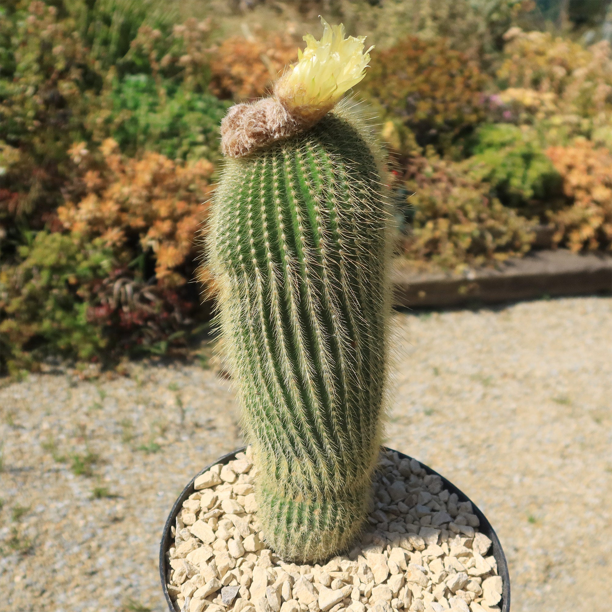 types of parodia cactus Lemon Ball Cactus ‘Parodia leninghausii’ 1 Gal