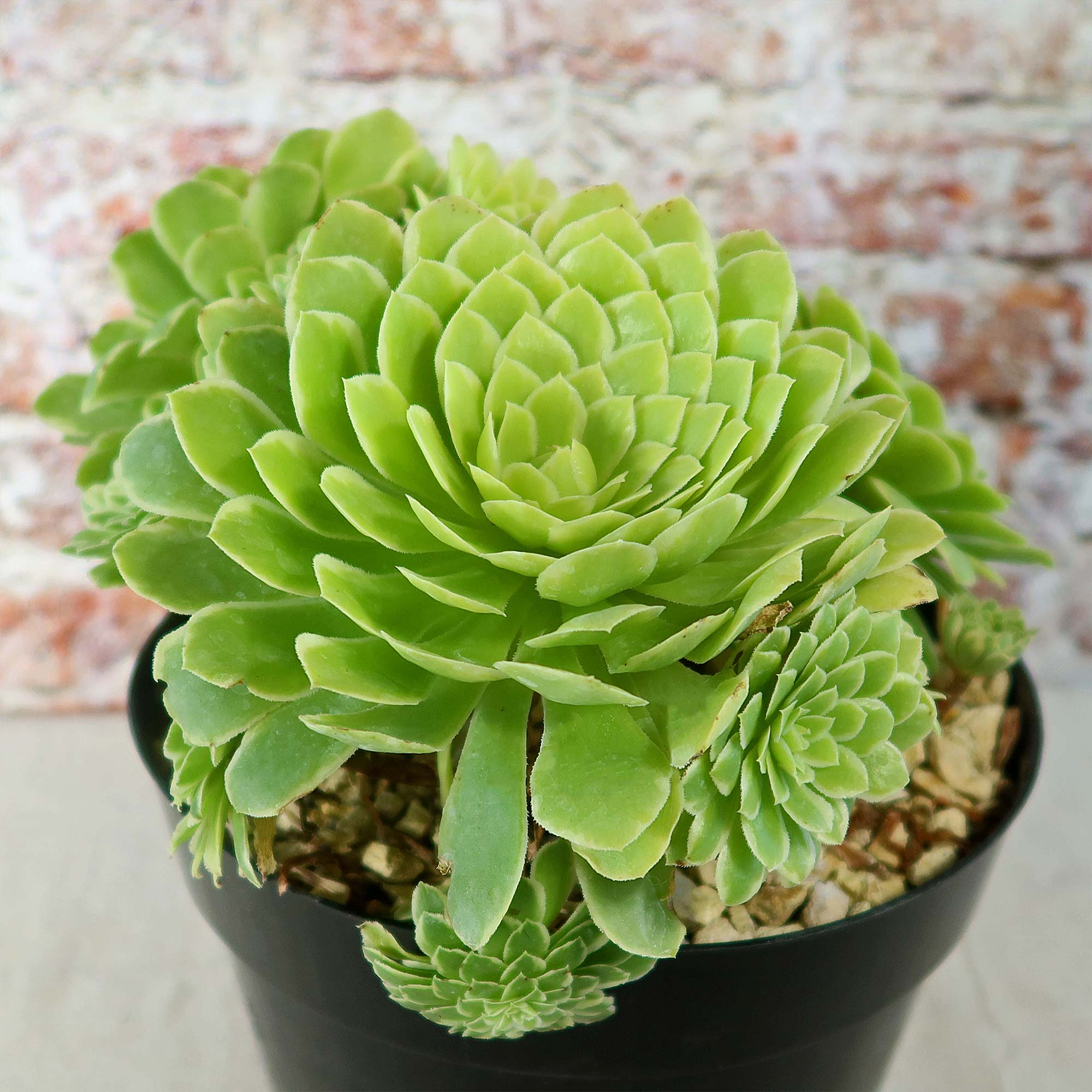 dark ice succulent Aeonium ‘Emerald ice’