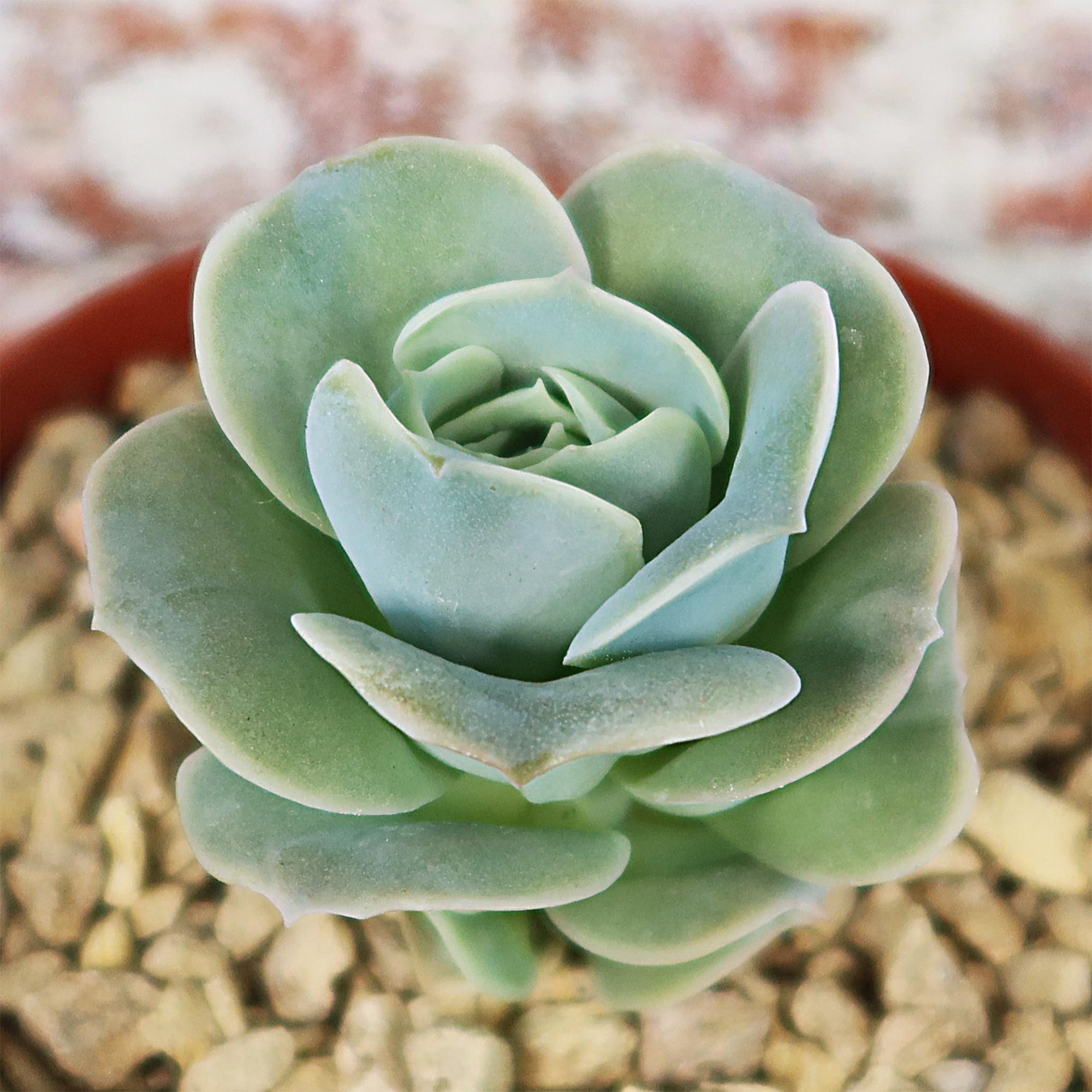 rosette type succulents Echeveria Lovely Rose 6" Pot