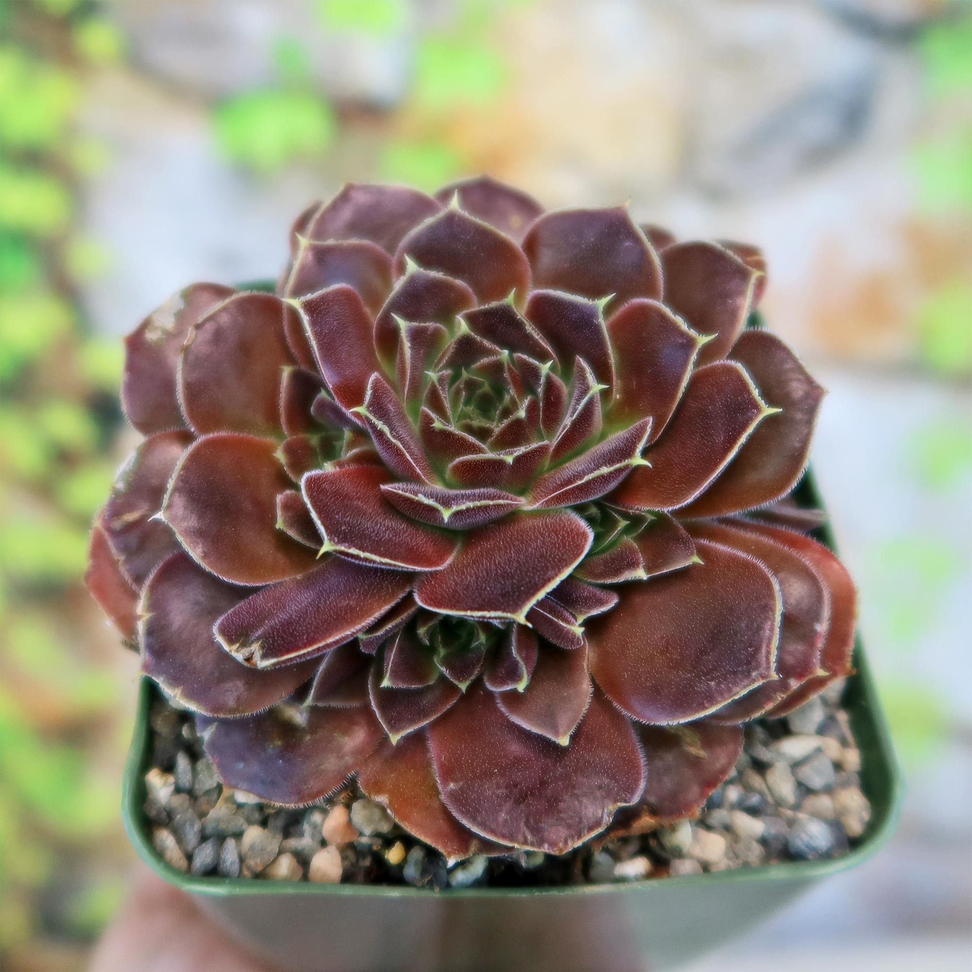winter hardy succulent plants Shop 'Sempervivum heuffelii Beaver' Care & Info