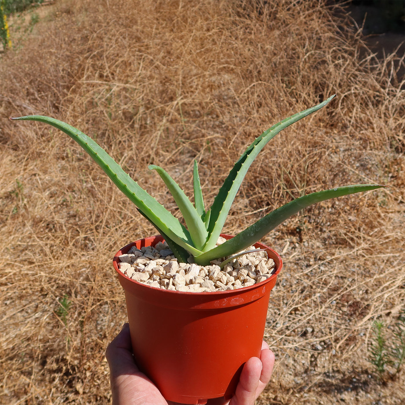 Malagasy Tree Aloe - Aloe vaombe