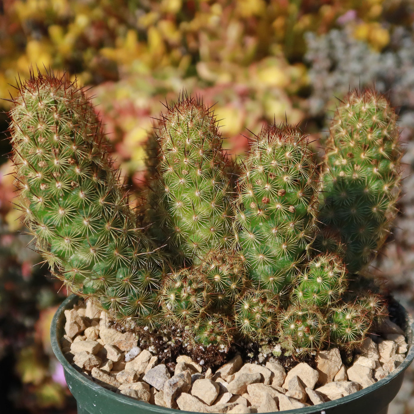 Copper King Cactus - Mammillaria elongata ‘Copper King’