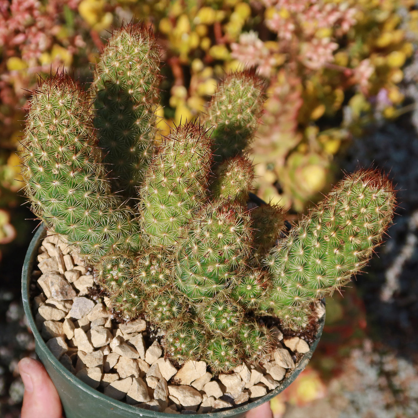 Copper King Cactus - Mammillaria elongata ‘Copper King’