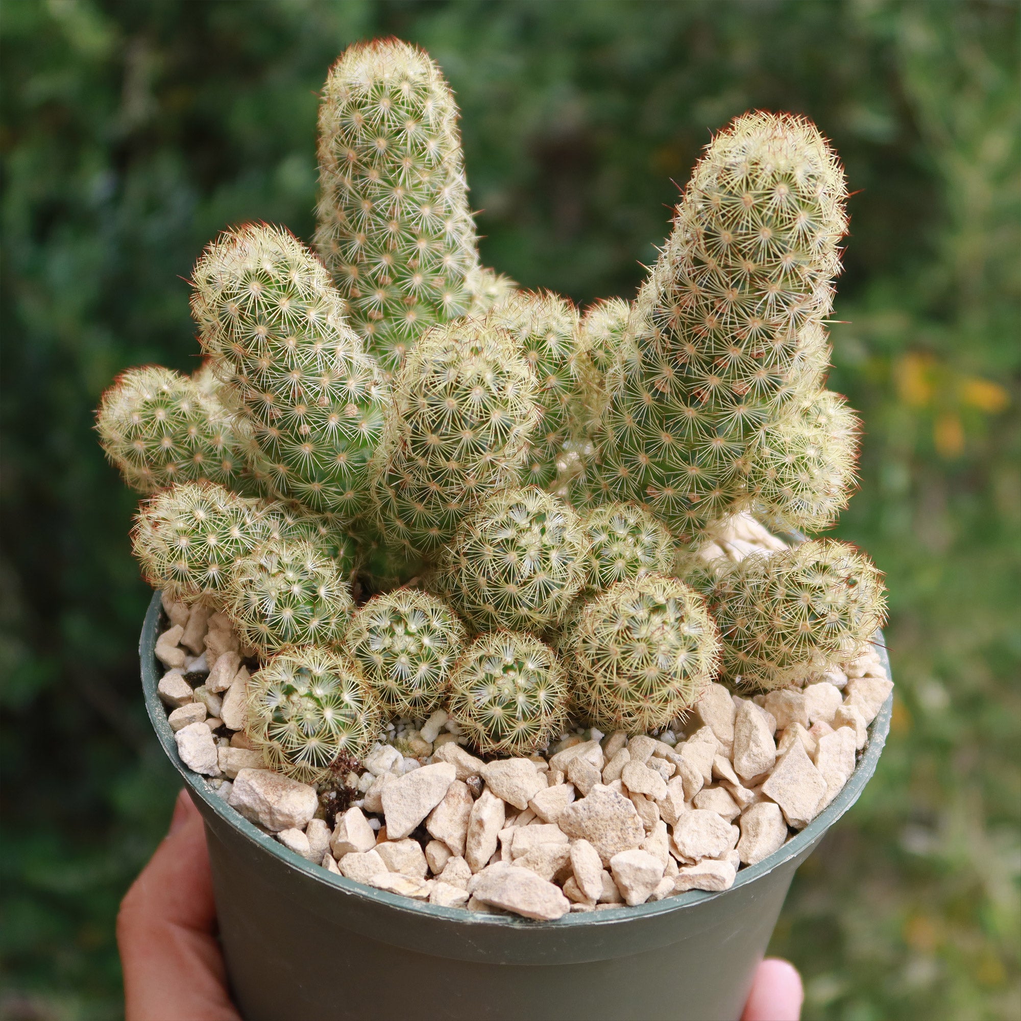types of mammillaria cactus Mammillaria elongata ‘Pink Nymph’