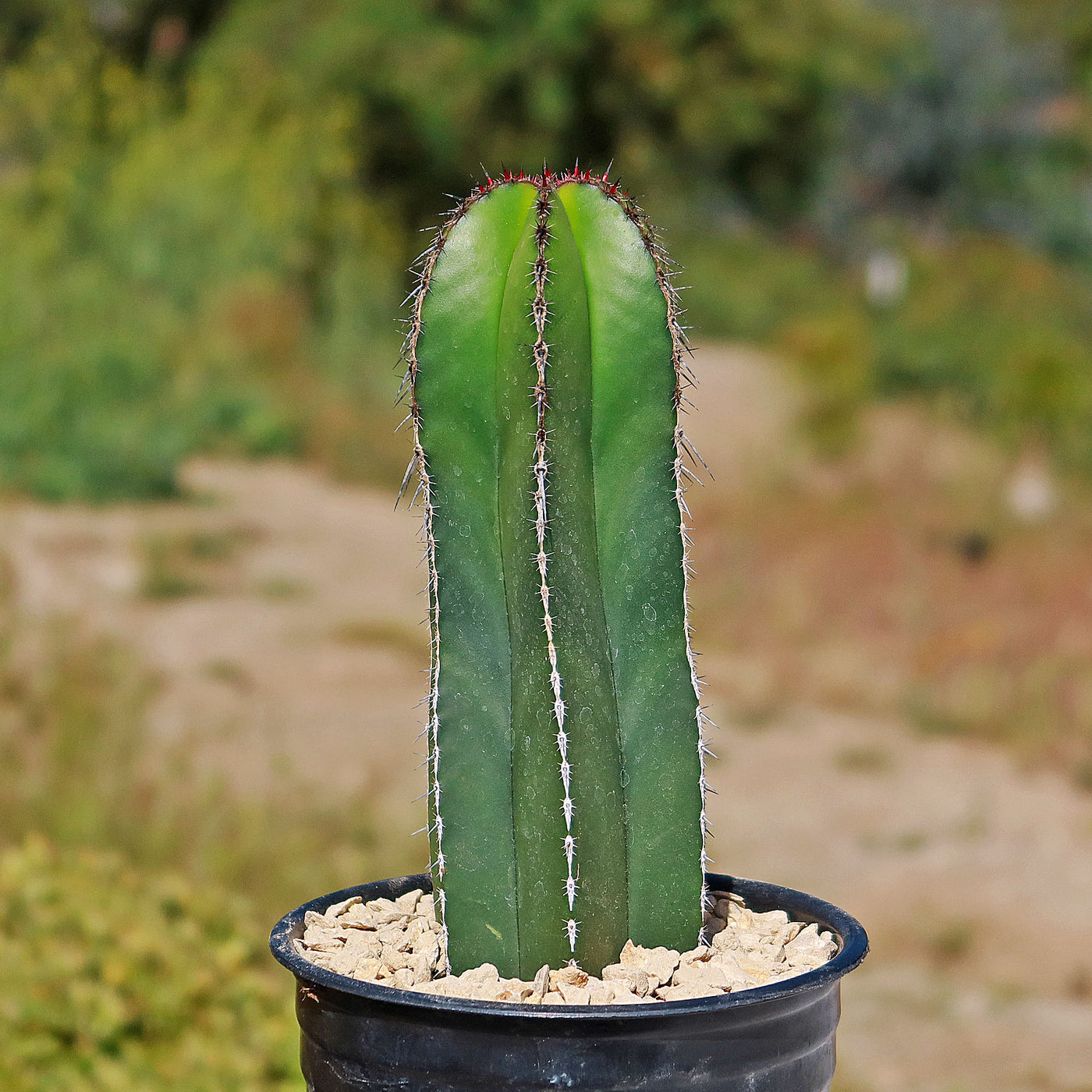 Mexican Fence Post Cactus 'Pachycereus marginatus' (8)