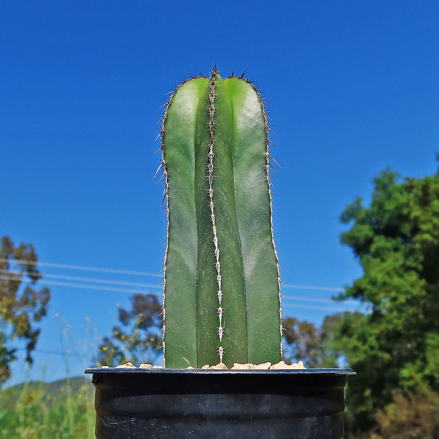 Mexican Fence Post Cactus 'Pachycereus marginatus' (17)