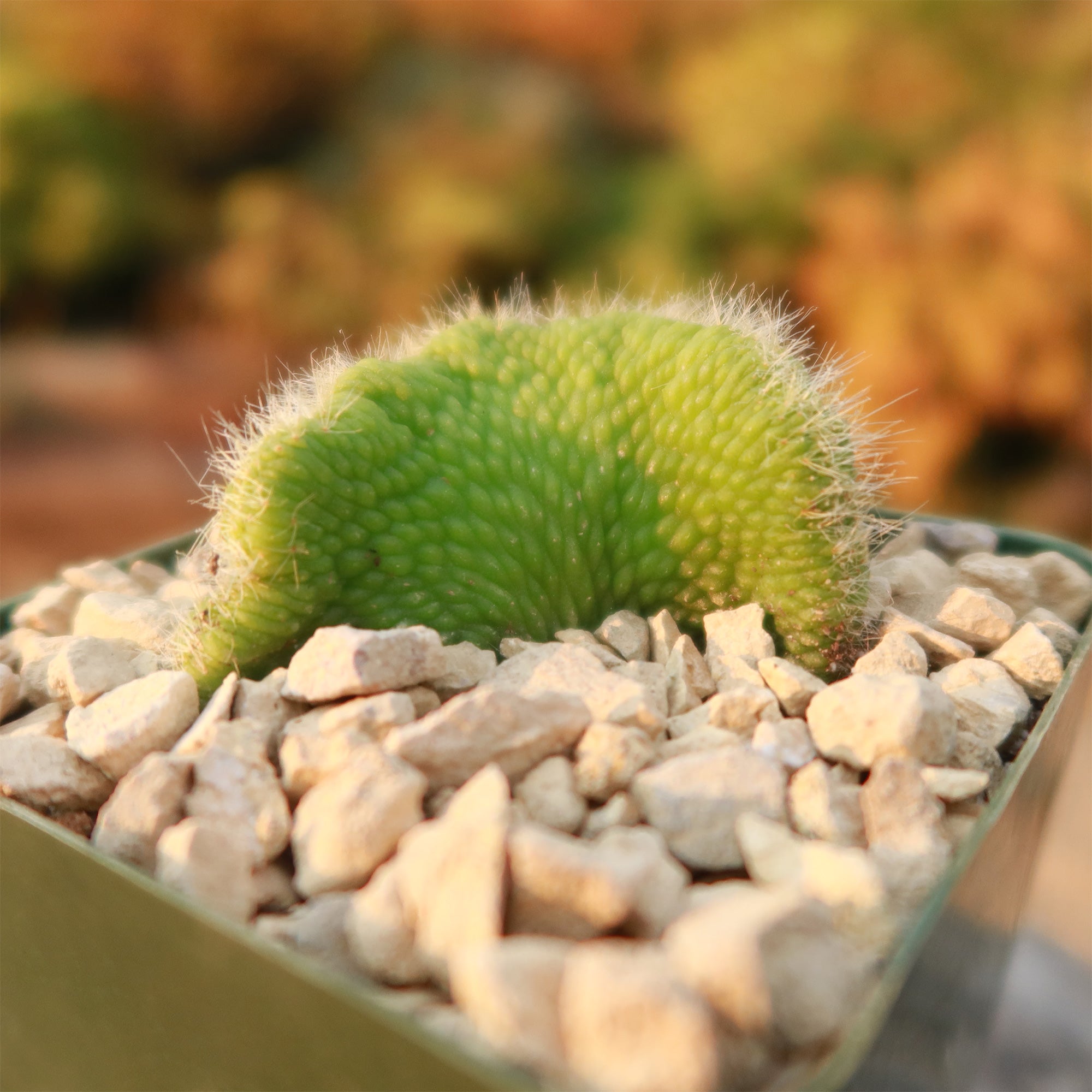 monkey tail succulent Crested Monkey Tail Cactus – Cleistocactus colademononis ‘Crested’