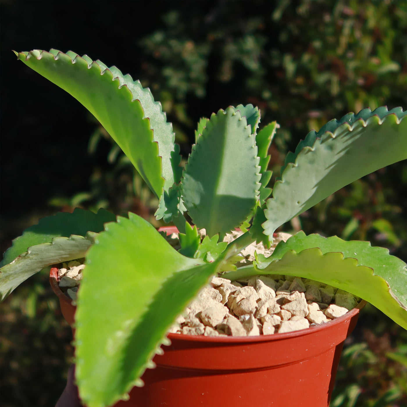 Mother of Thousands Plant 'Kalanchoe laetivirens'