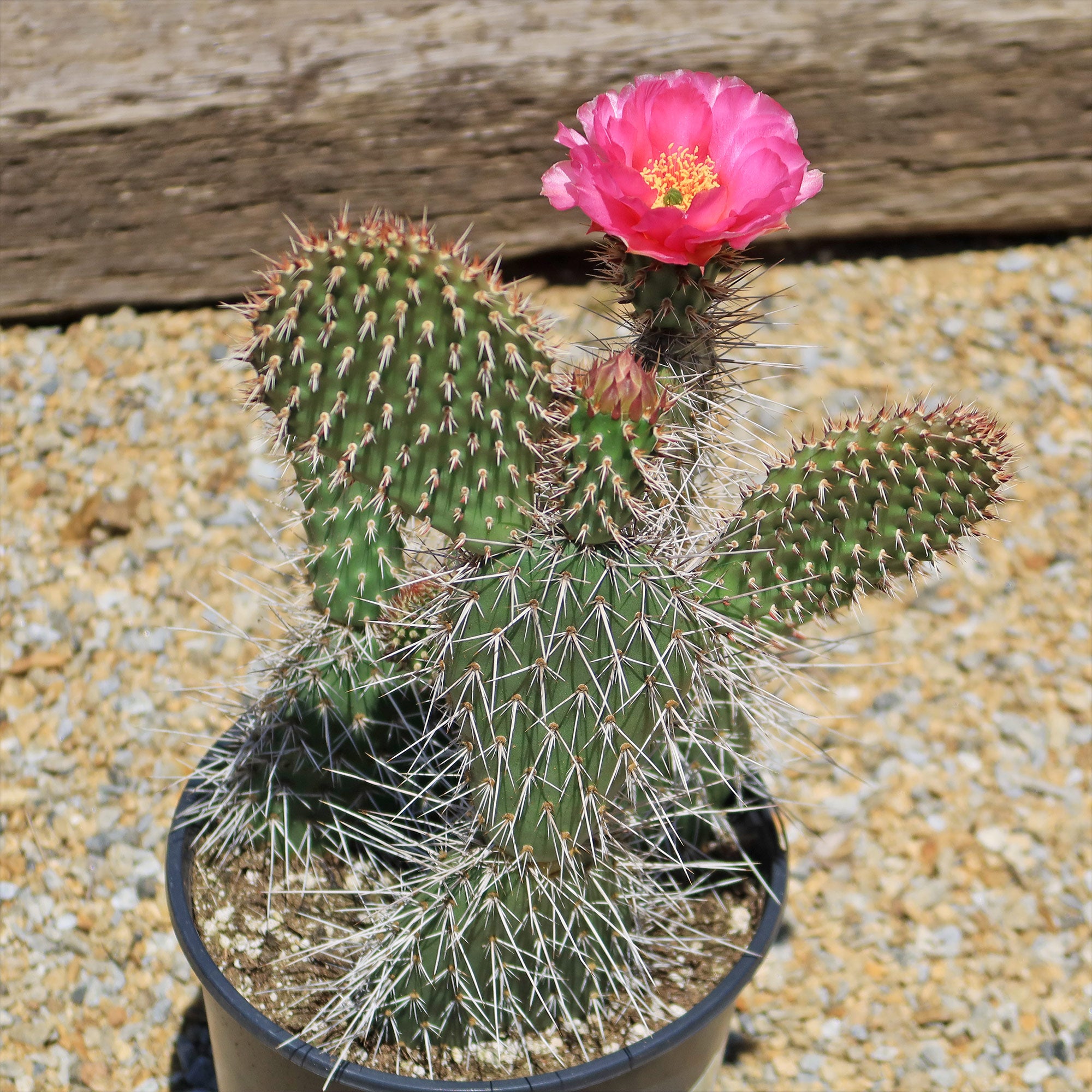hairy prickly pear cactus Grizzly Bear Prickly Pear Cactus ‘Opuntia polyacantha Var. Erinacea’ 5 Gal