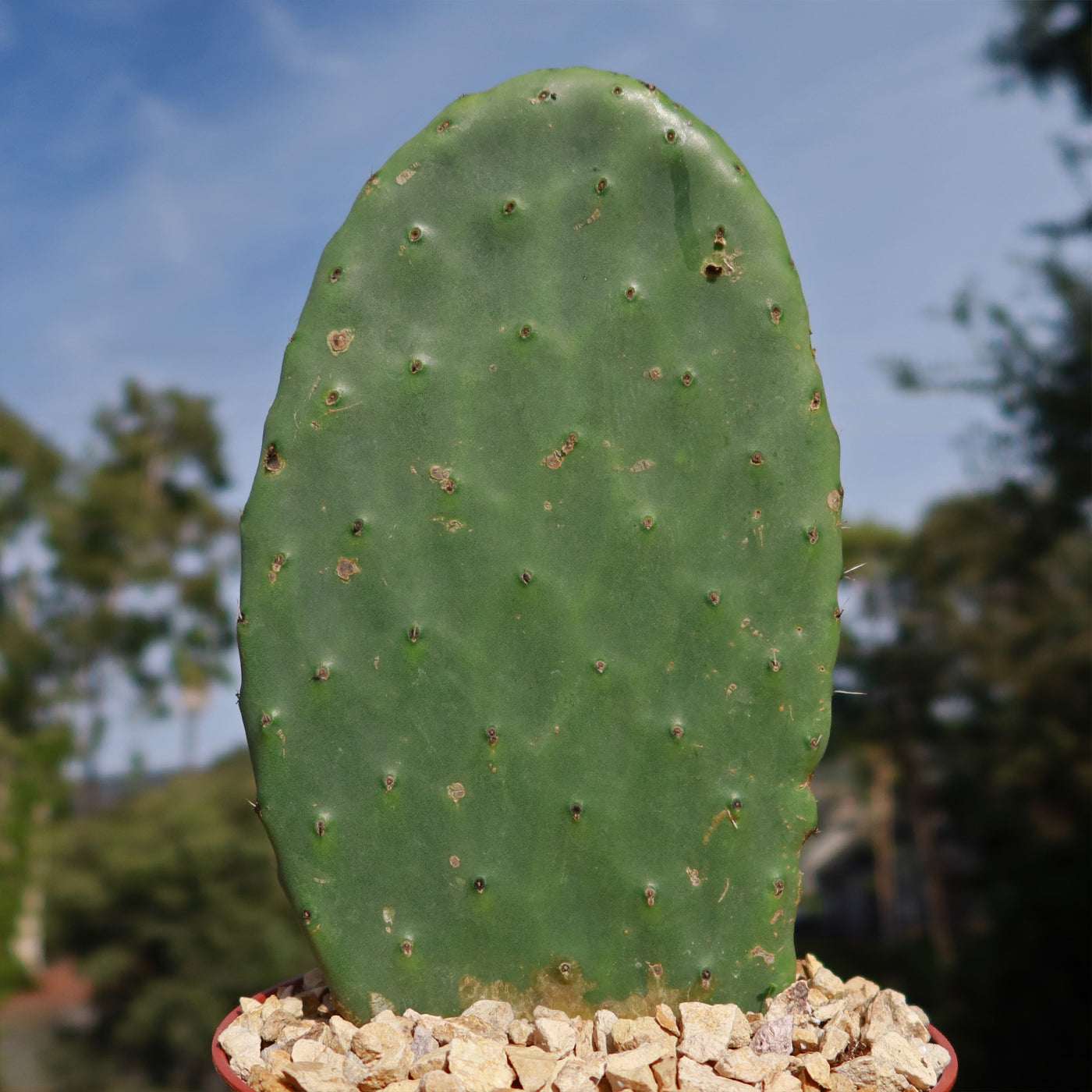 Barbary Fig - Opuntia Ficus Indica Pad (cutting)