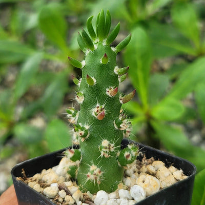 Eve's Needle Cactus - Austrocylindropuntia subulata