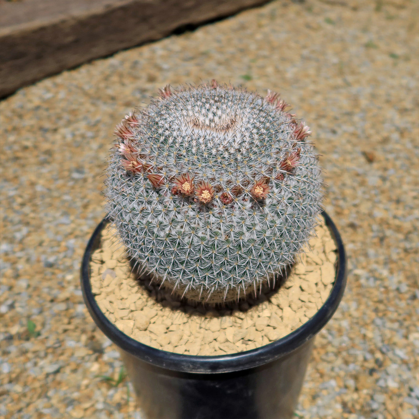 Owl Eye Cactus 'Mammillaria Parkinsonii'