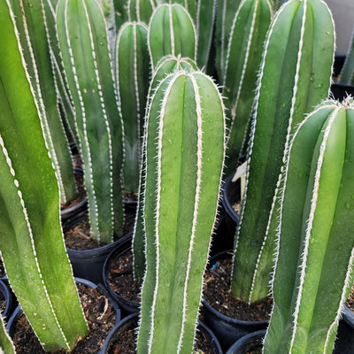 Mexican Fence Post Cactus 'Pachycereus marginatus' (20)