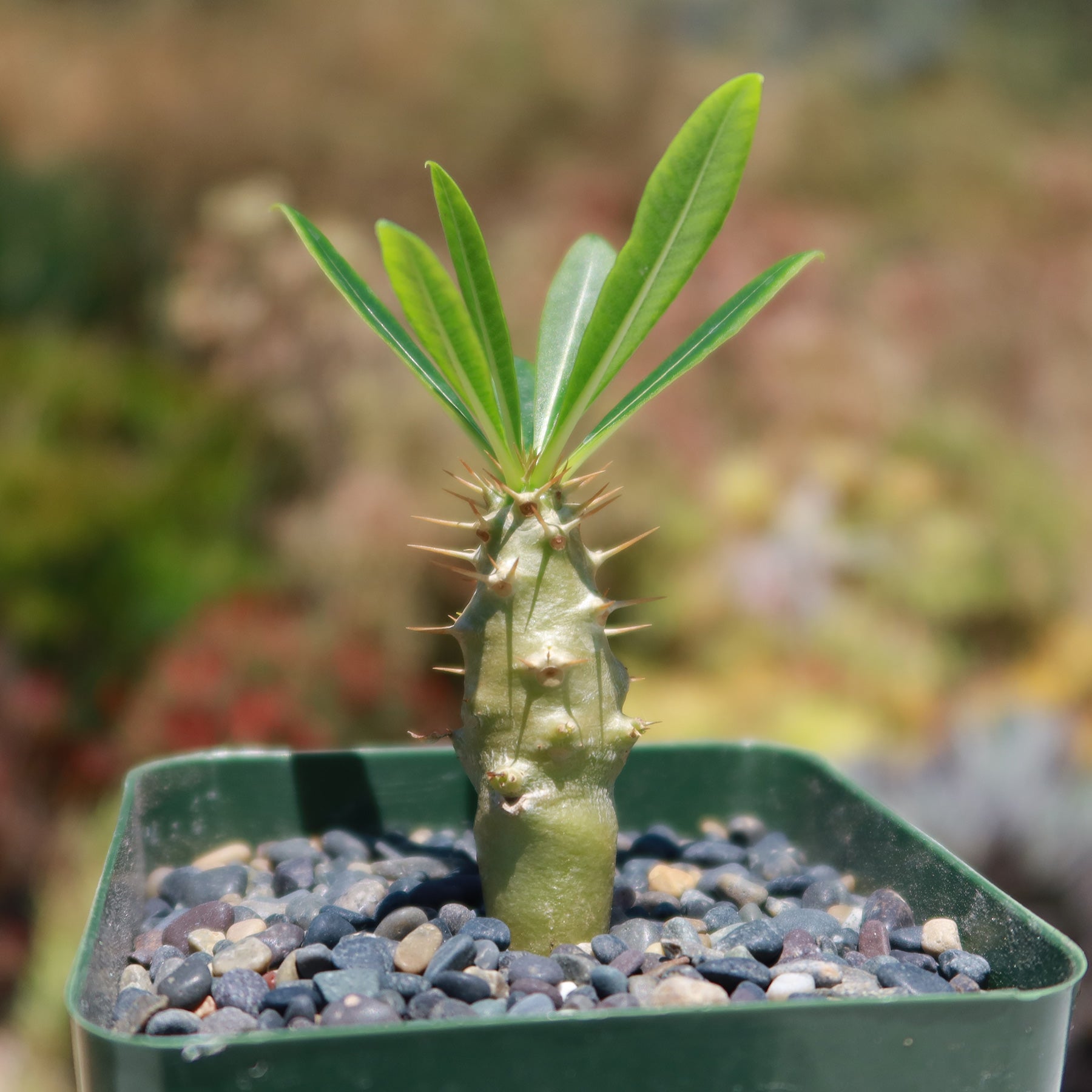 madagascar succulent Pachypodium lamerei 'ramosum'