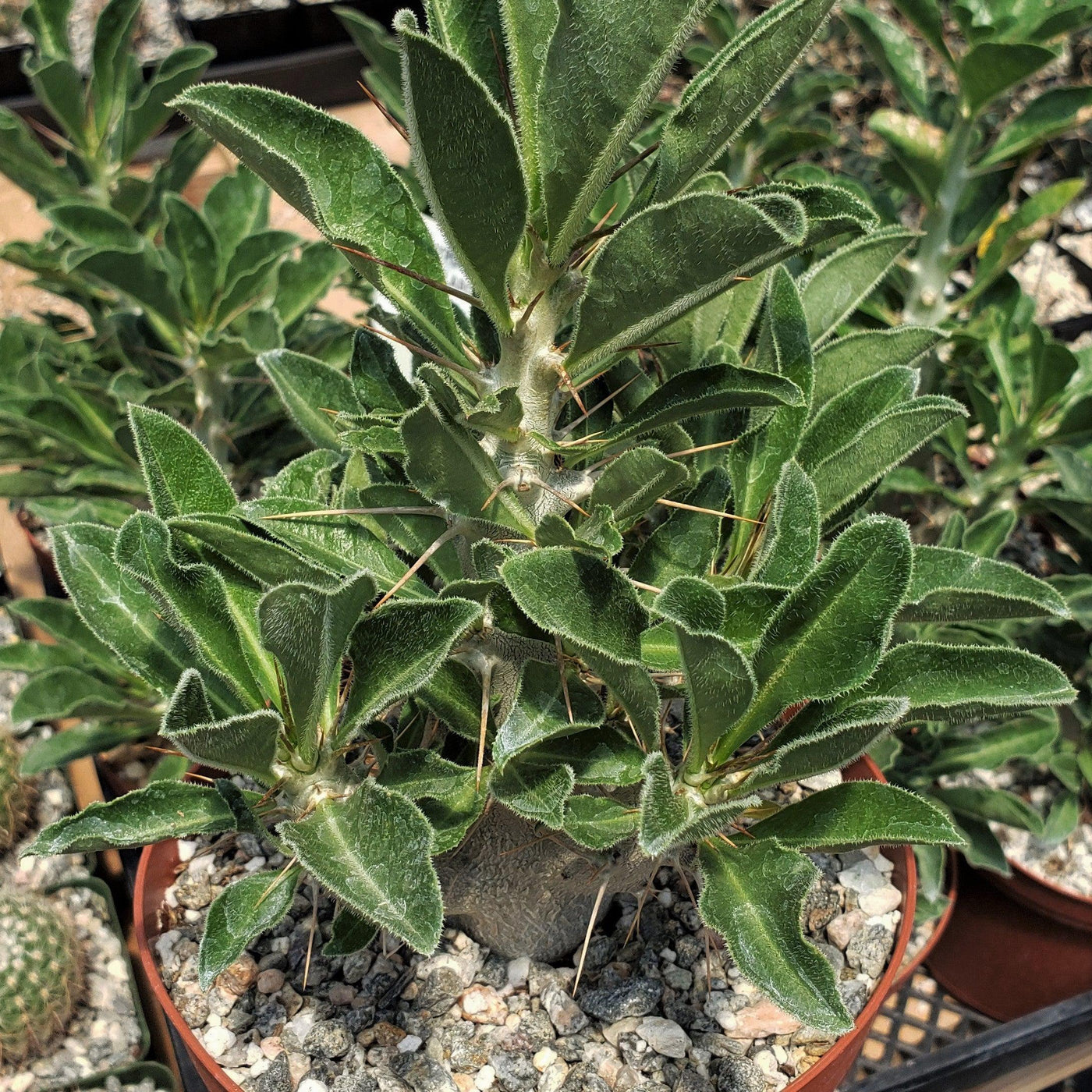 Pachypodium lealii