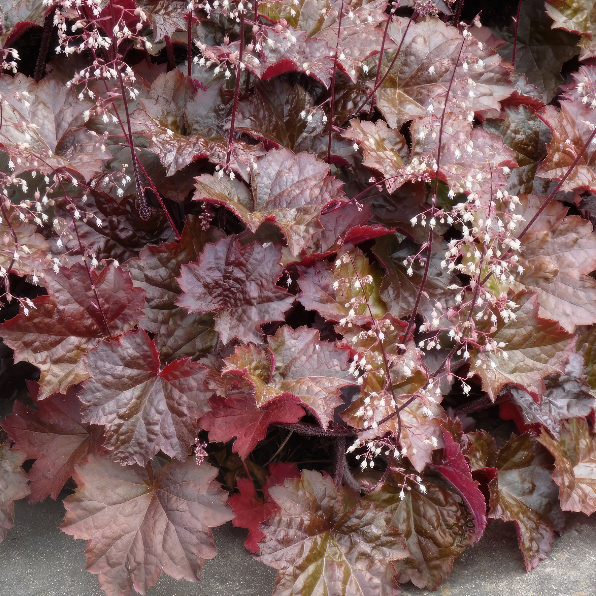 fertilizing heuchera plants Palace Purple Coral Bells – Heuchera ‘Palace Purple’