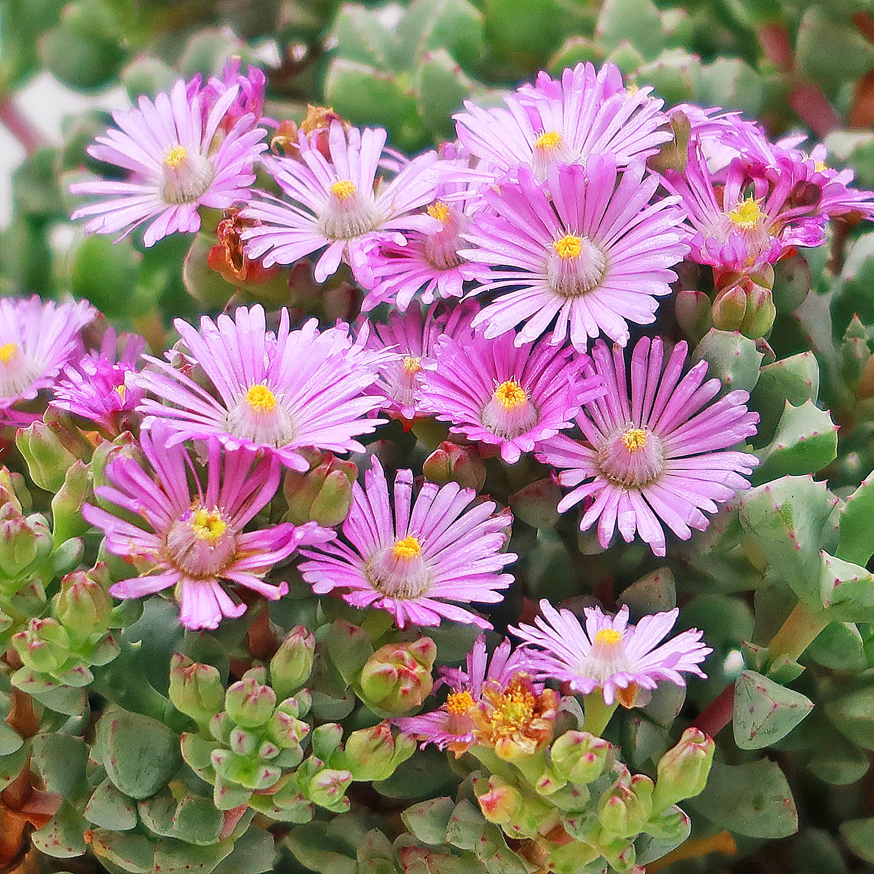 Pink Ice Plant Oscularia Deltoides 4 Pot