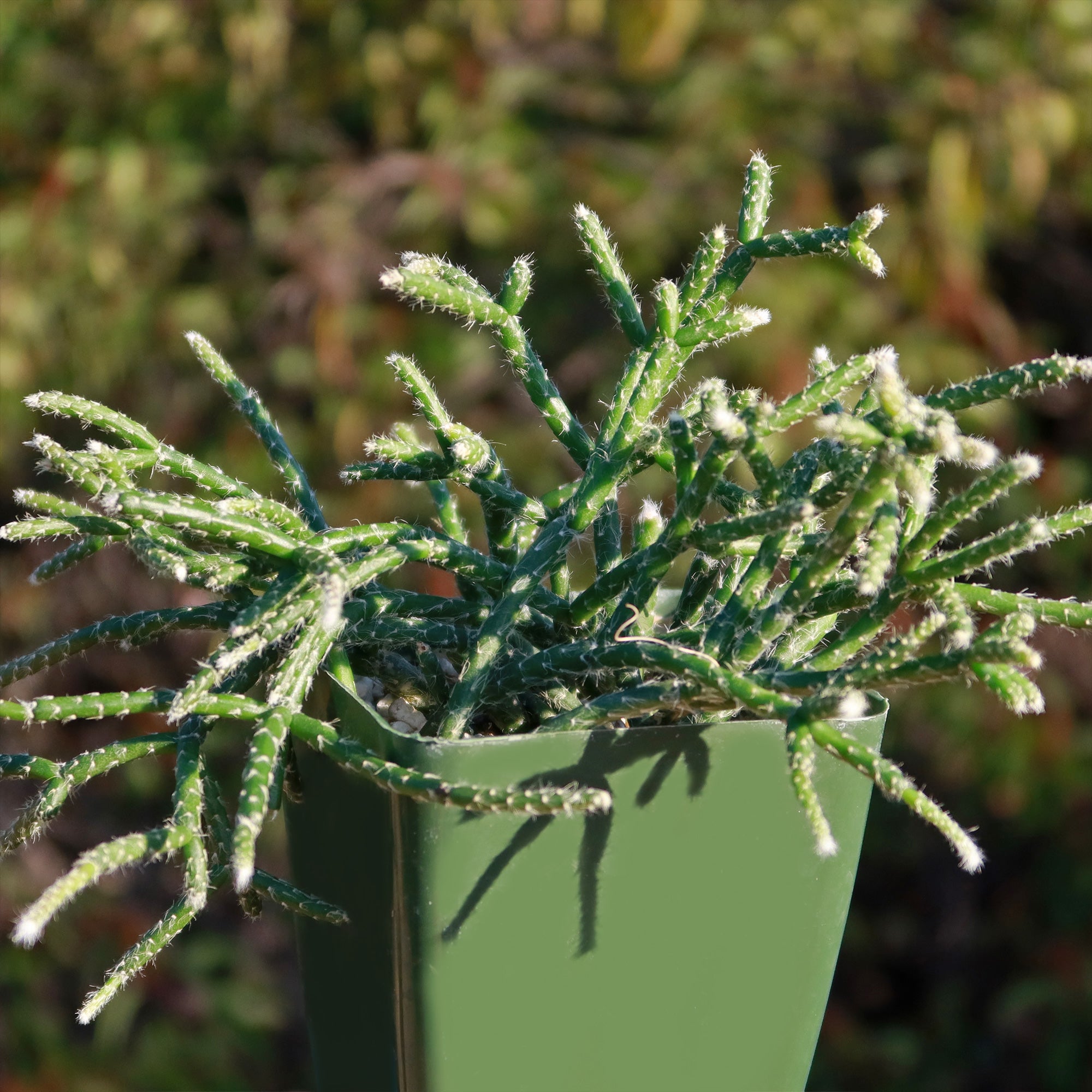 rhipsalis potting mix Jungle Cactus 'Rhipsalis pilocarpa' 4" Pot