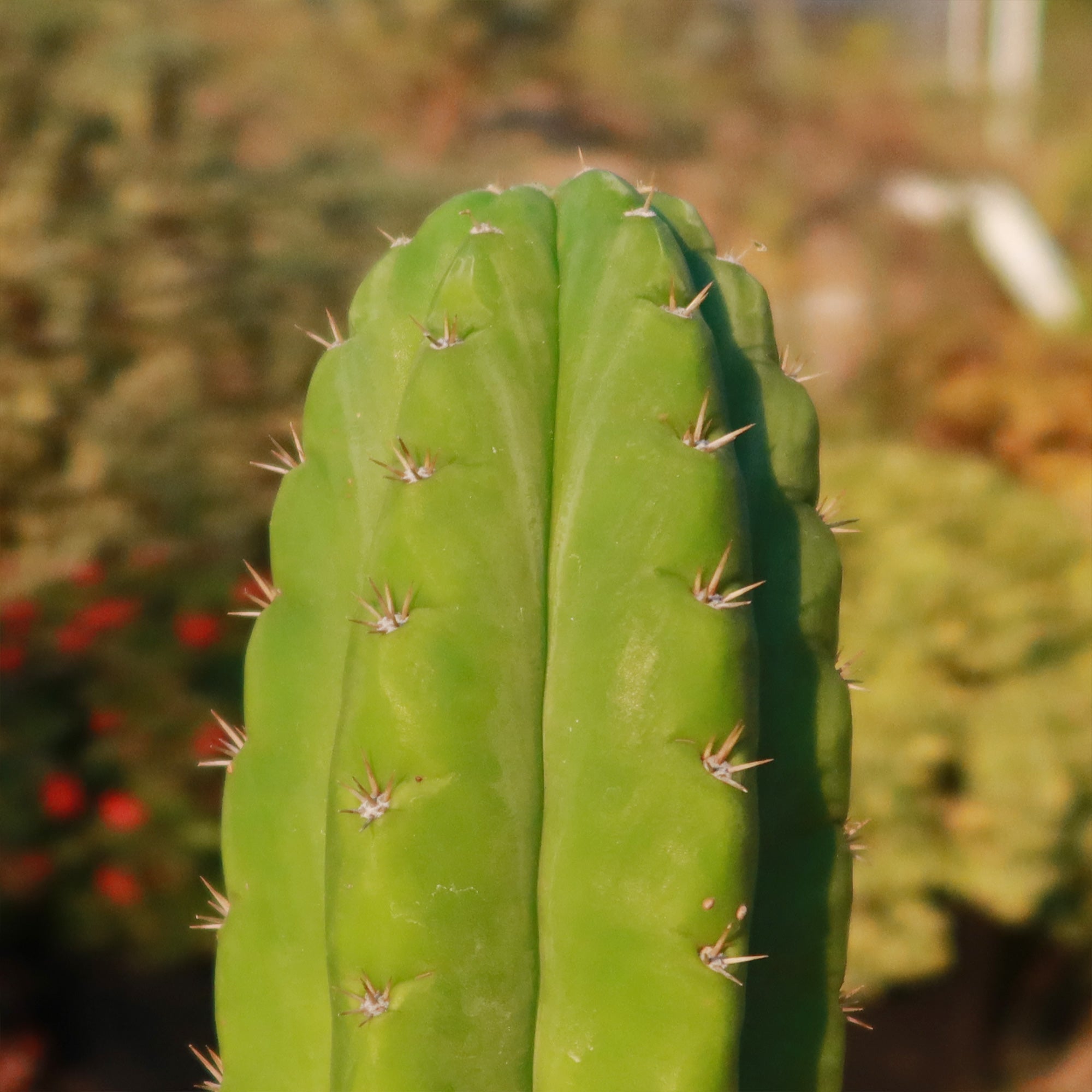 san pedro cactus legality San Pedro Cactus 'Echinopsis pachanoi'