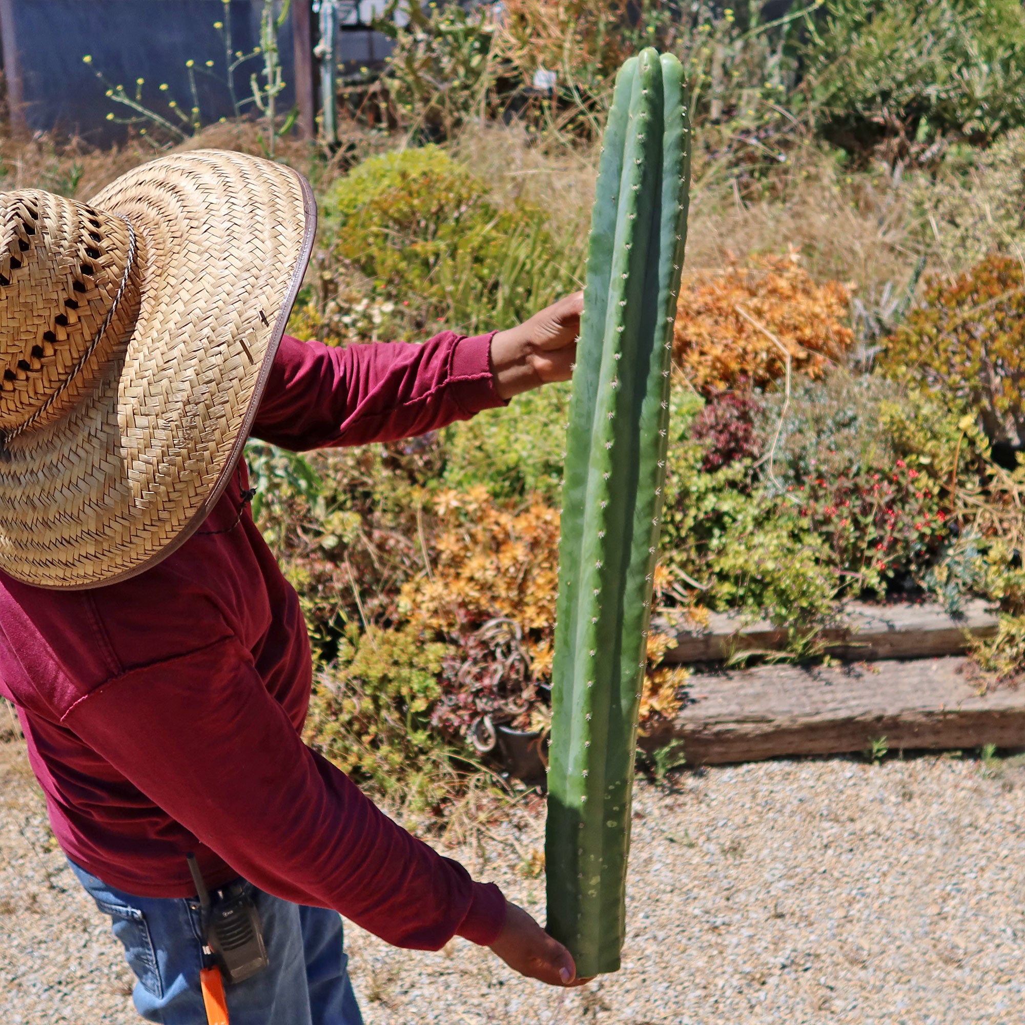 san pedro cactus characteristics San Pedro Cactus Cuttings