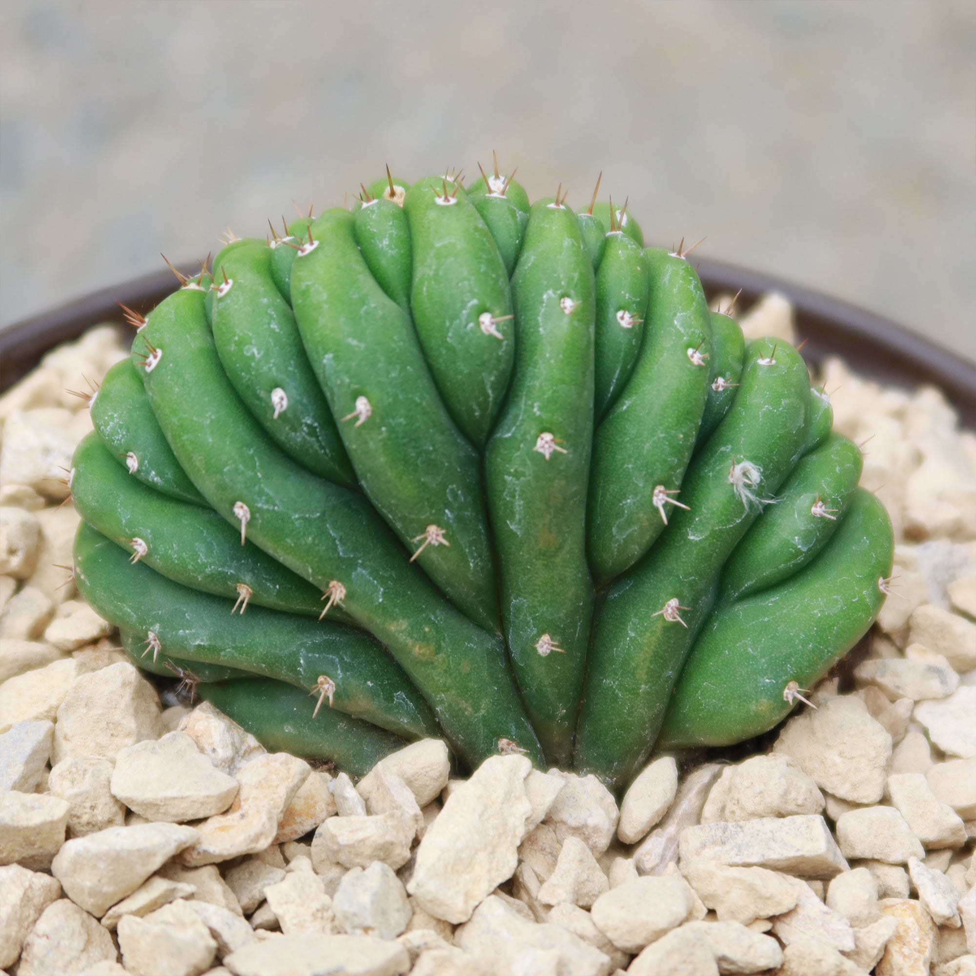 small san pedro cactus Crested San Pedro Cactus 'Echinopsis pachanoi cristata'