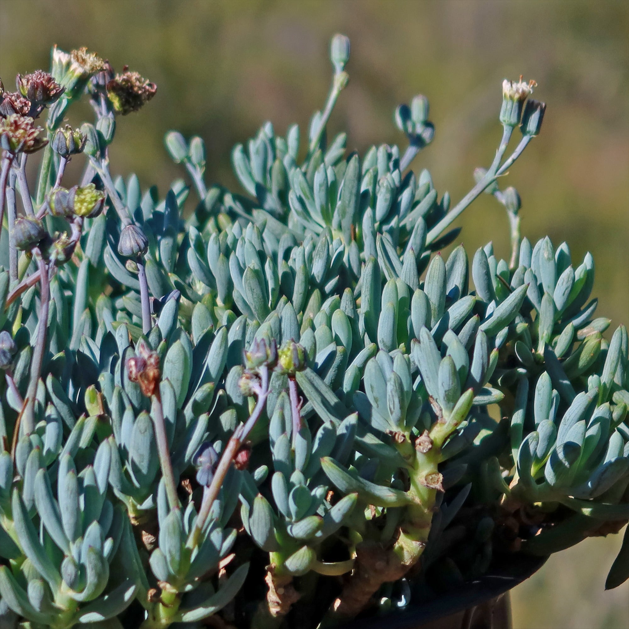 blue chalk sticks succulent care Dwarf Blue Chalk Sticks
