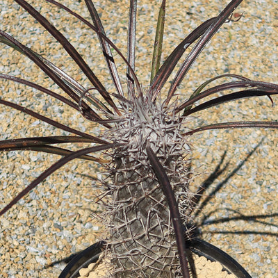 Silver Madagascar Palm - Pachypodium geayi