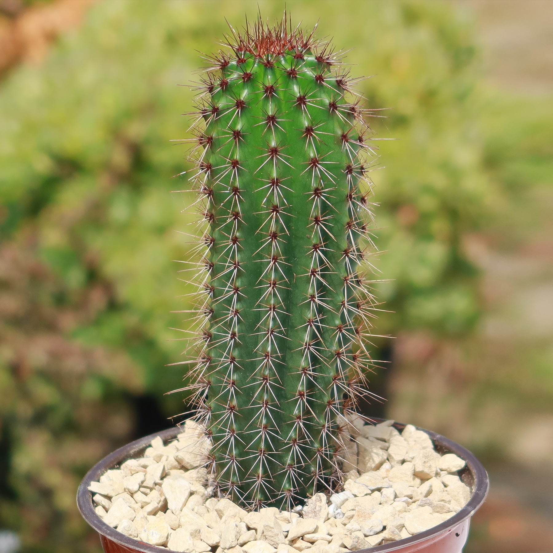 types of organ pipe cactus Organ Pipe Cactus ‘Stenocereus thurberi’