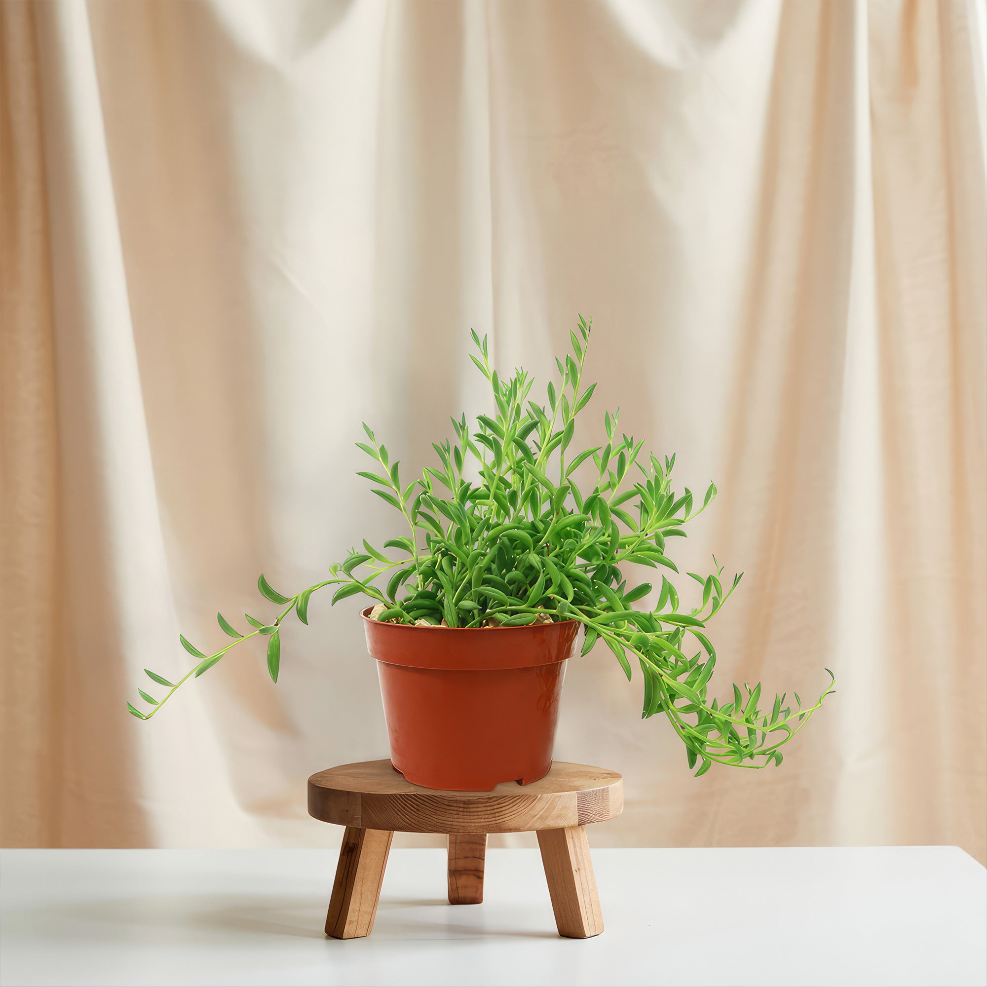 string of bananas plant indoors String of Bananas ‘Curio radicans’