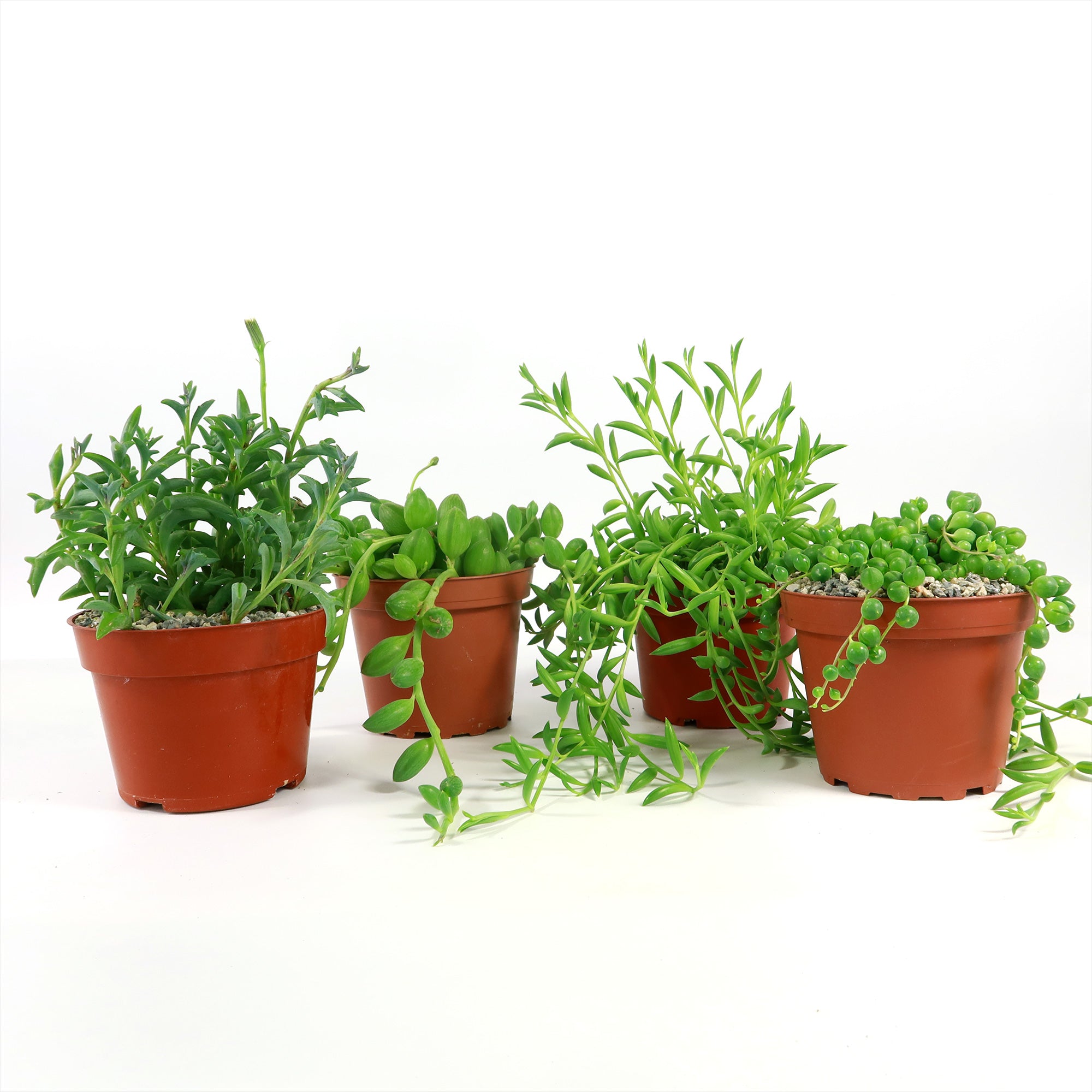 string of footballs succulent String of Things Plant – Senecio (4 Packs) 2" Pot