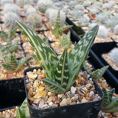 aloe vera house plant types Tiger ‘Aloe variegata’ (Gonialoe variegata) 4" Pot