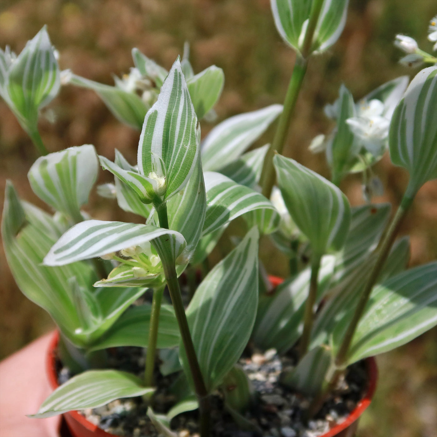 Tradescantia albiflora 'variegata'