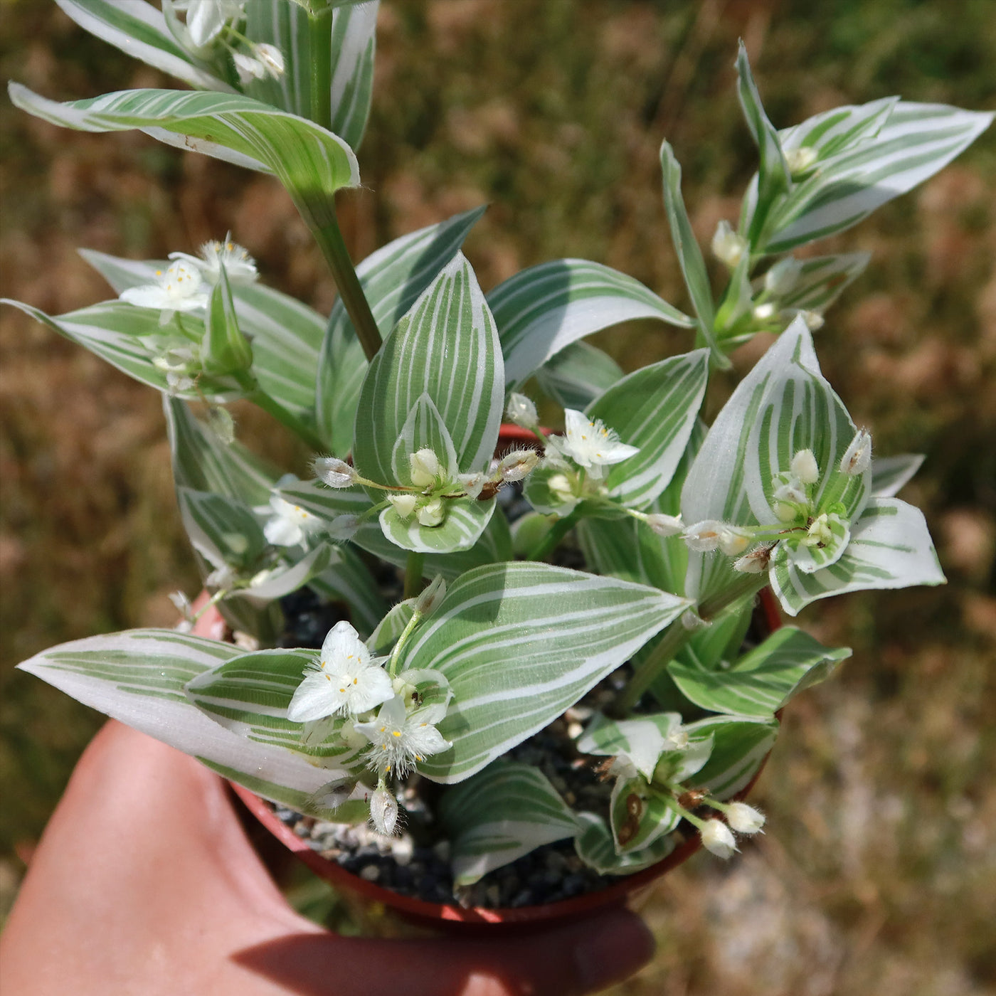 Tradescantia albiflora 'variegata'