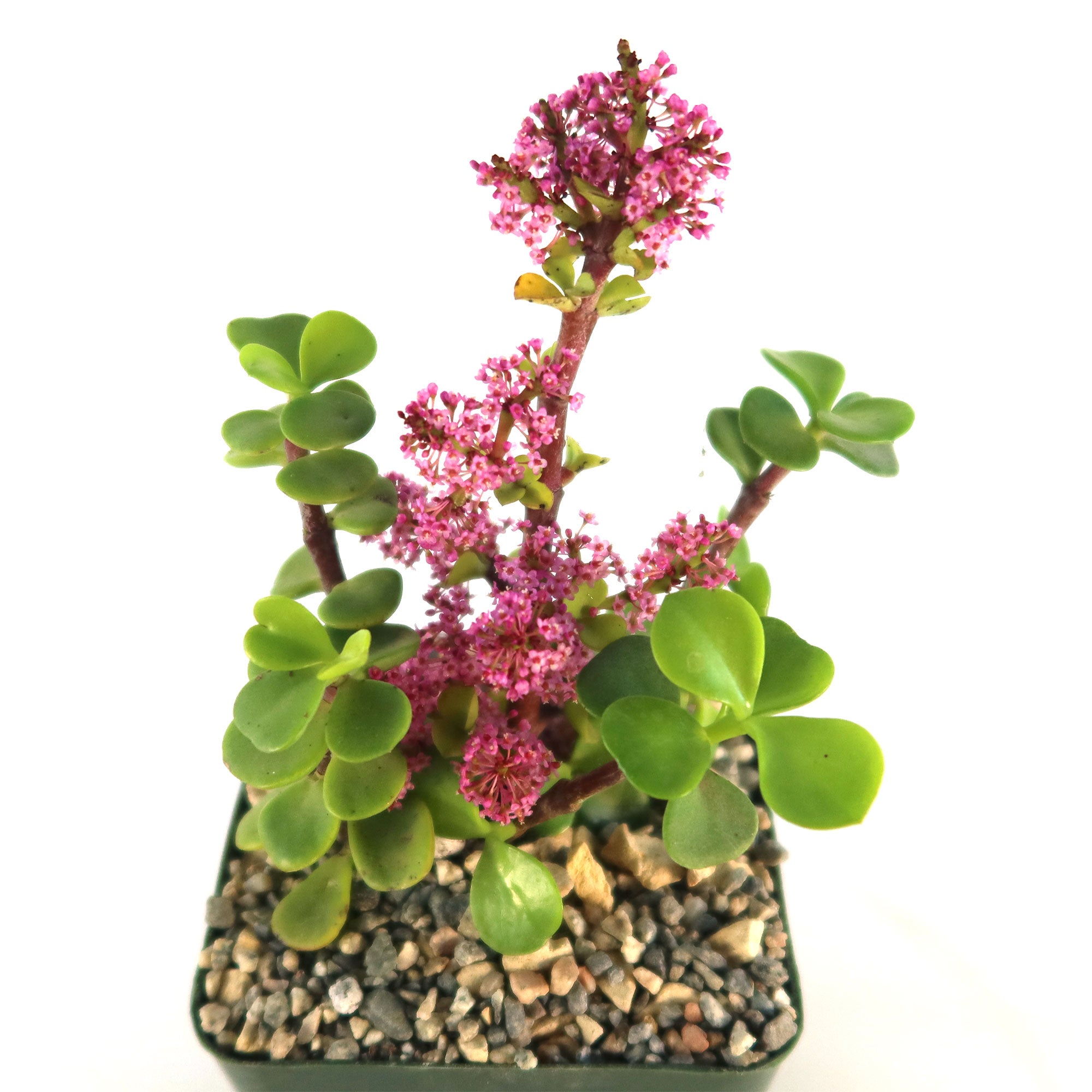 portulacaria afra leaf drop Buy 'Portulacaria afra Prostrata' Care and Growing Guide