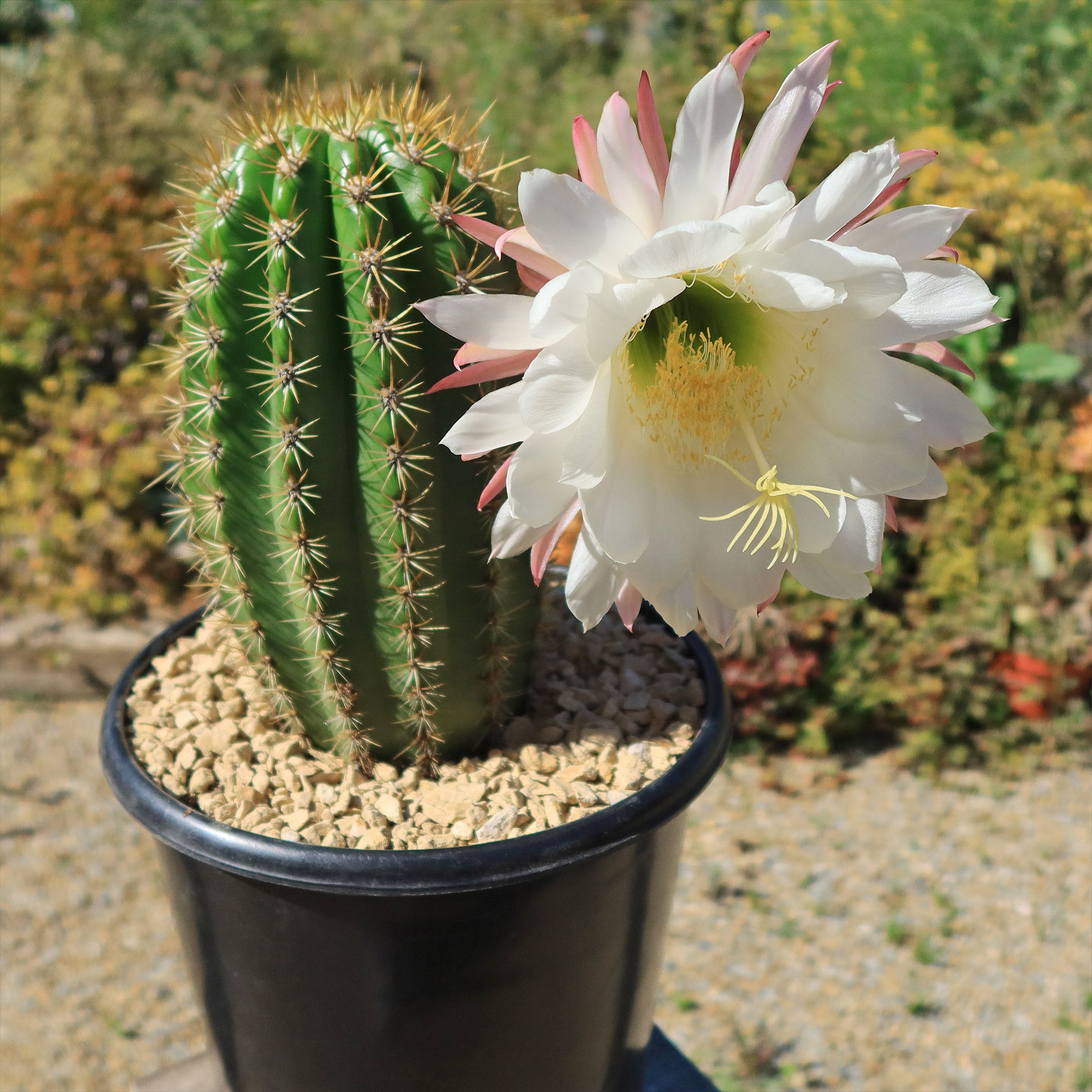 tall cactus potted plant Trichocereus 'Sun Goddess' 2 Gal