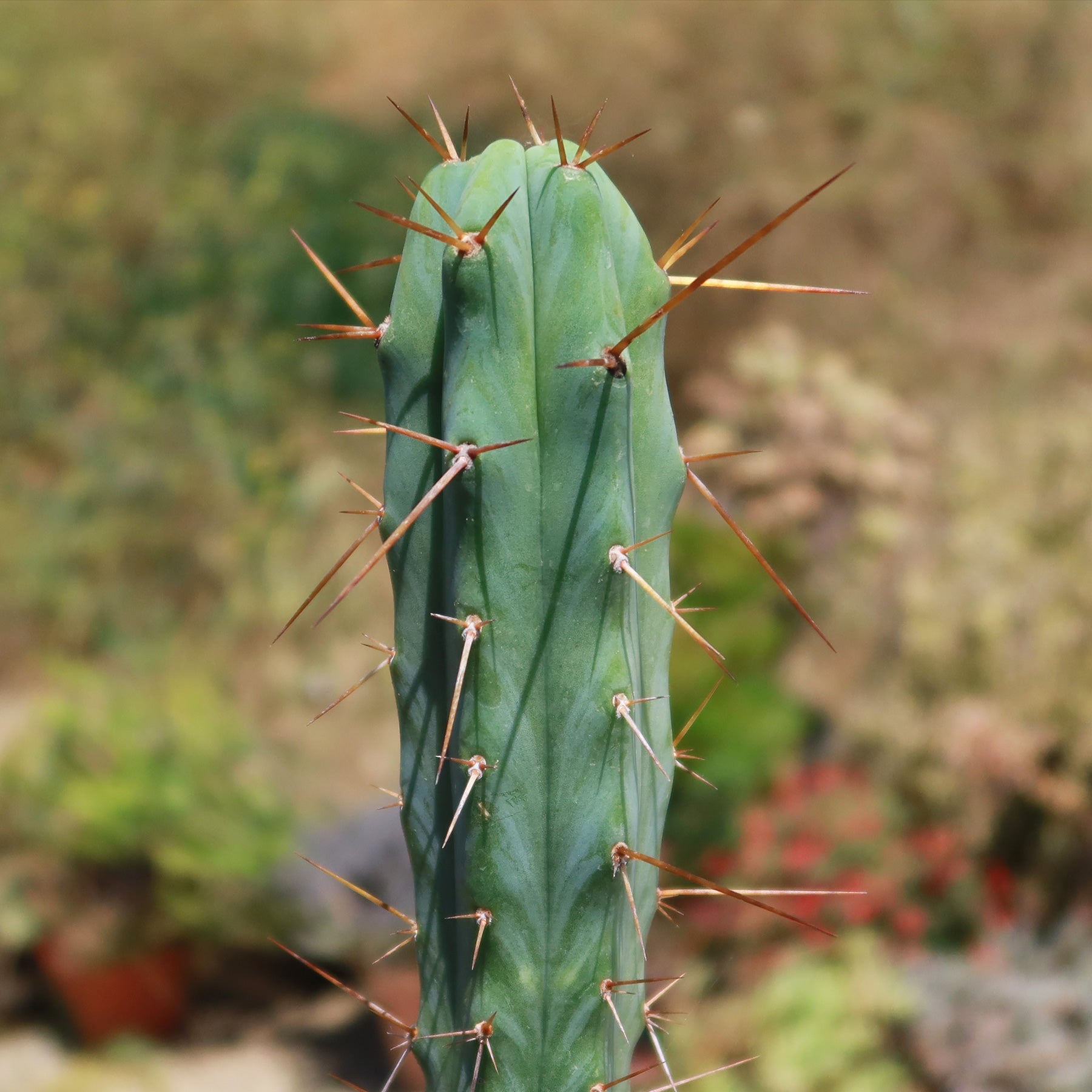san pedro cactus bolivia Bolivian Torch Cactus 'Trichocereus bridgesii'