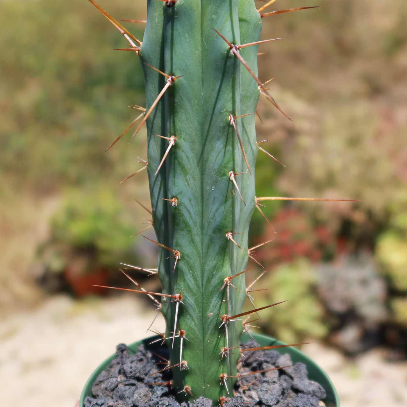Bolivian Torch Cactus 'Trichocereus bridgesii'