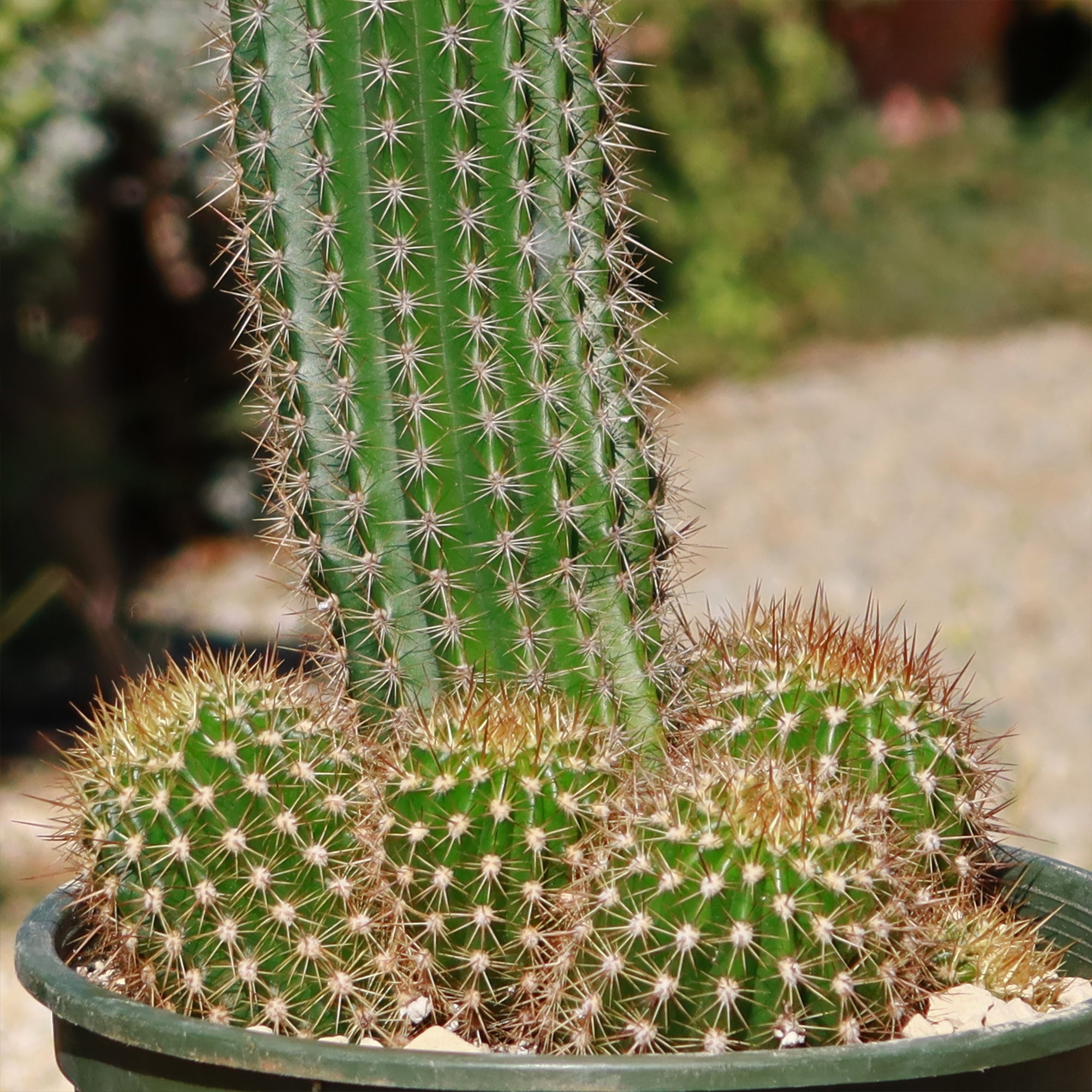 pictures of flowering cactus house plants Trumpet Flower Cactus 'Tricholobivia Hybrid' 4" pot